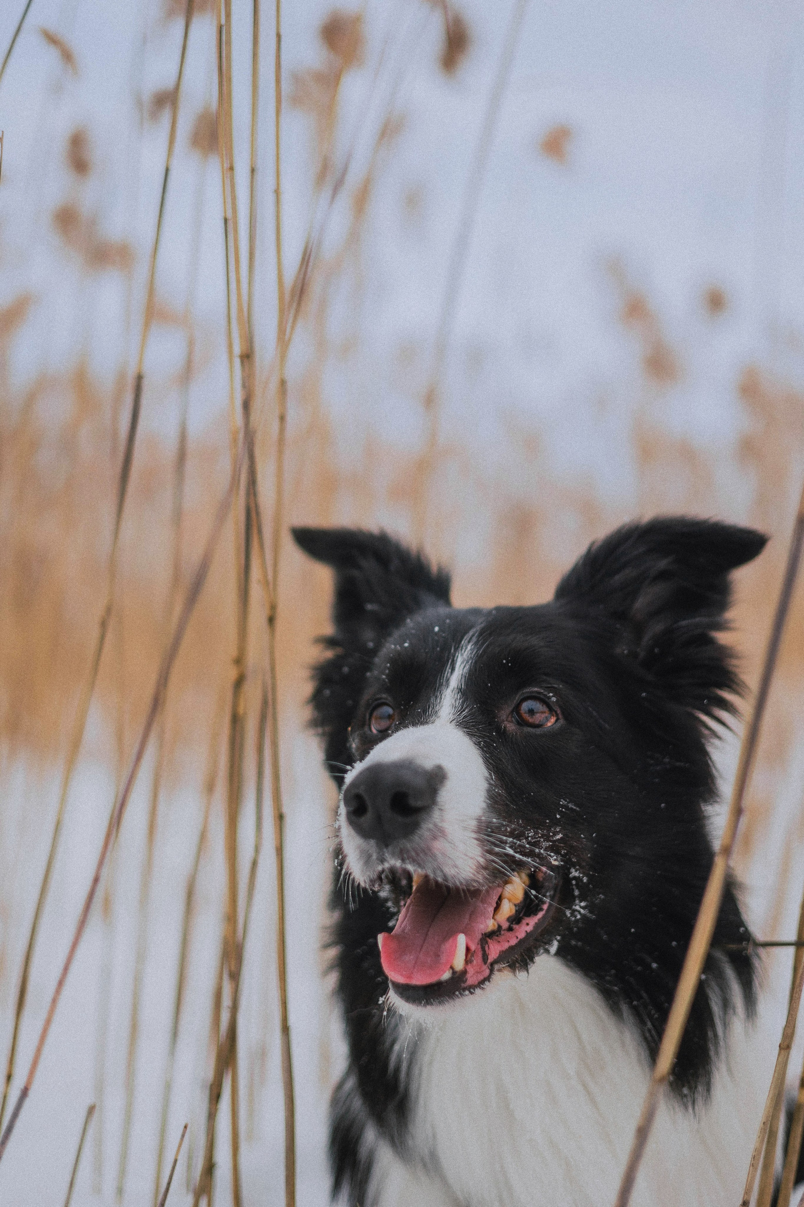Маша, Рэм и Ньютон. Фотограф-анималист Богданова Полина