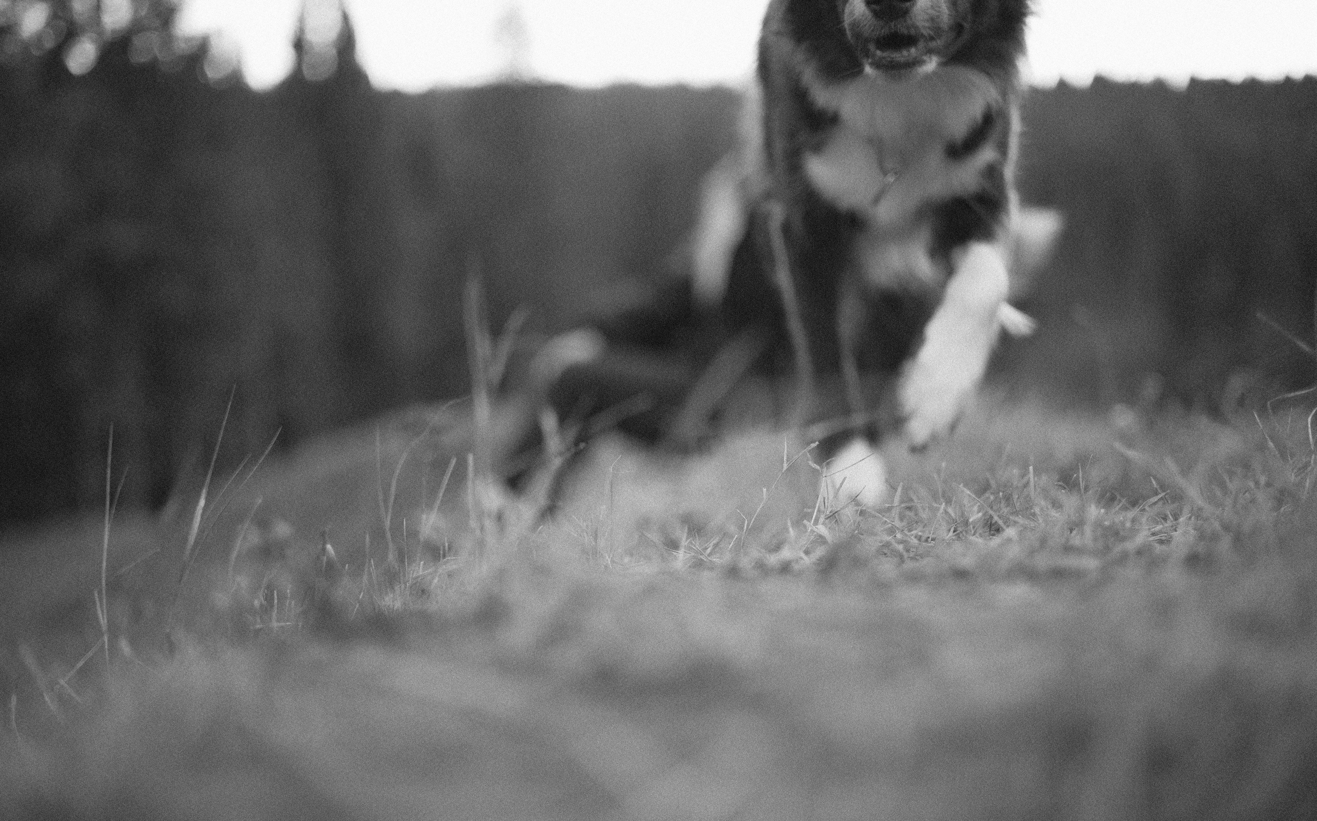 Даша и Дже. Фотограф-анималист Богданова Полина