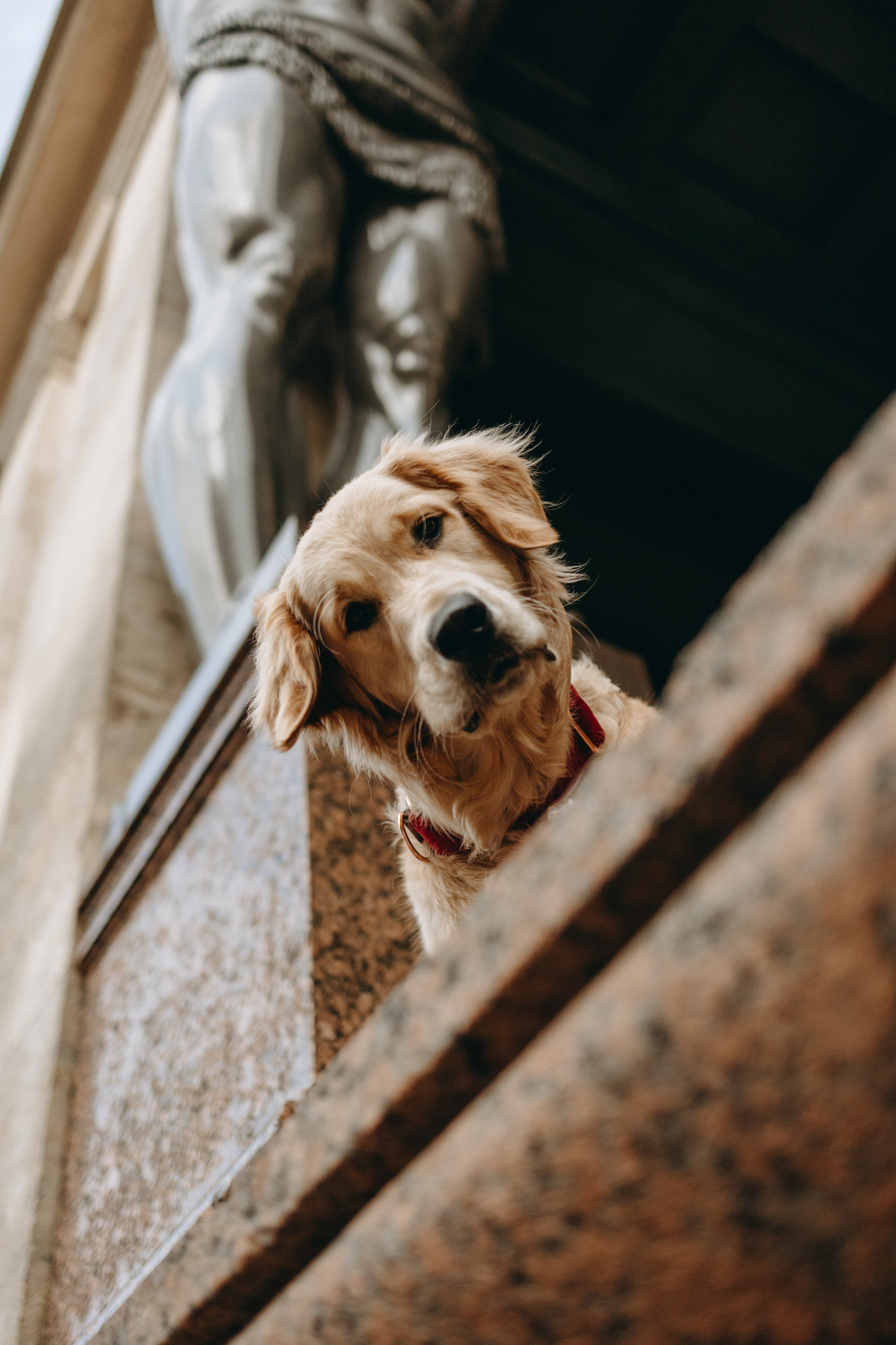 Бетти и ее семья. Фотограф — Анималист | Санкт-Петербург