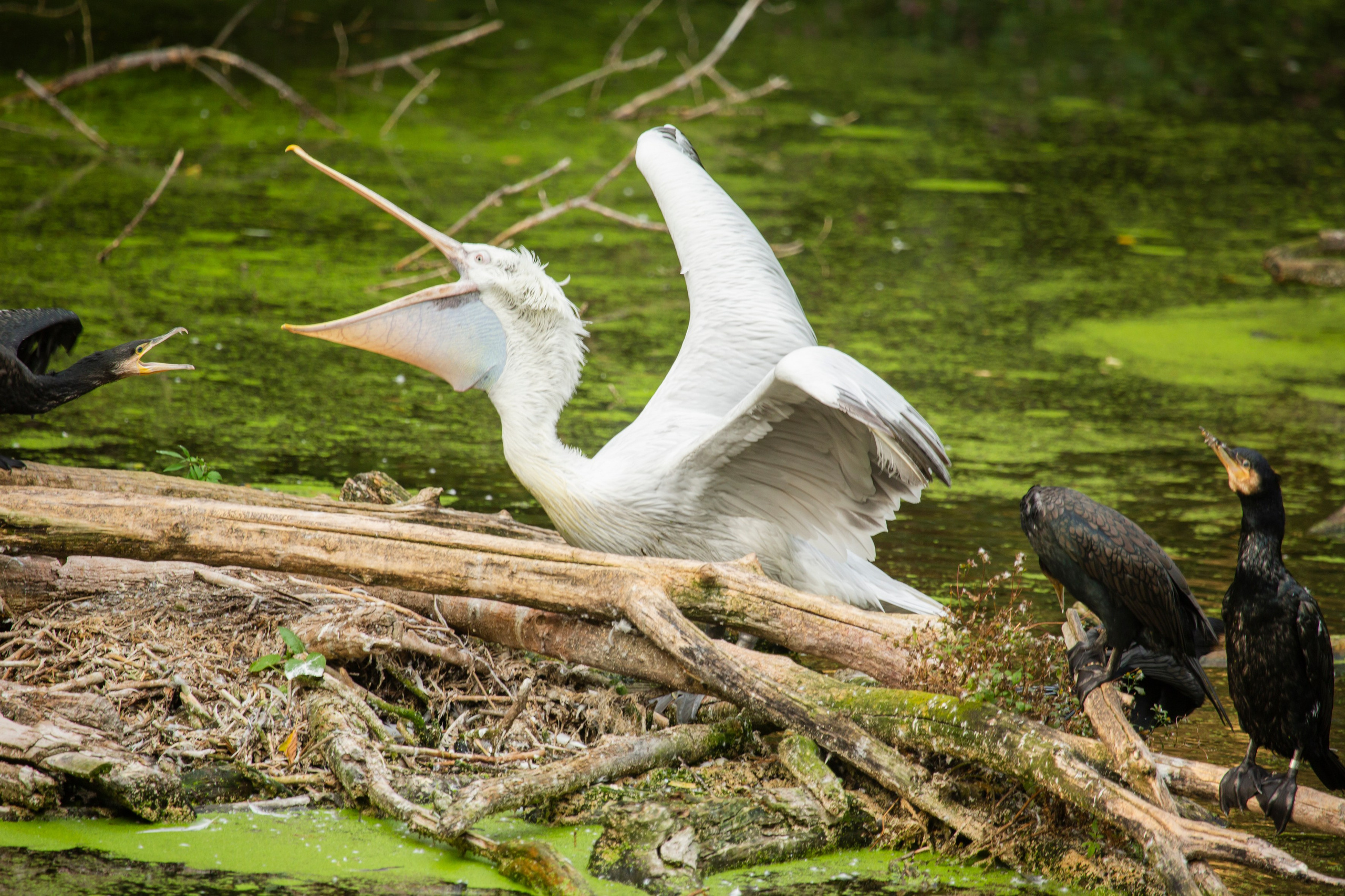 Автор: Мария Леденцова
