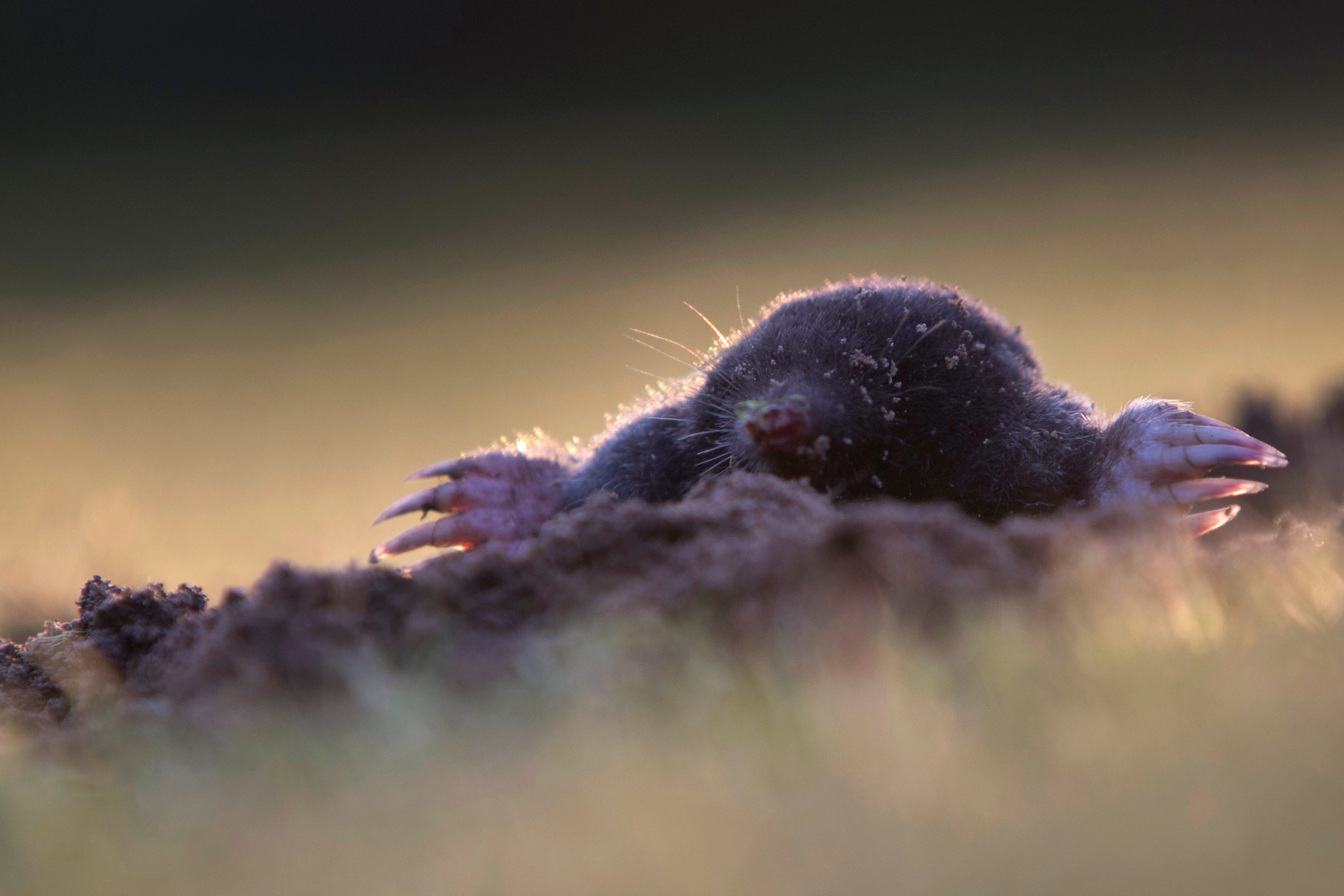 Фото. Фотограф Лагутин Анатолий