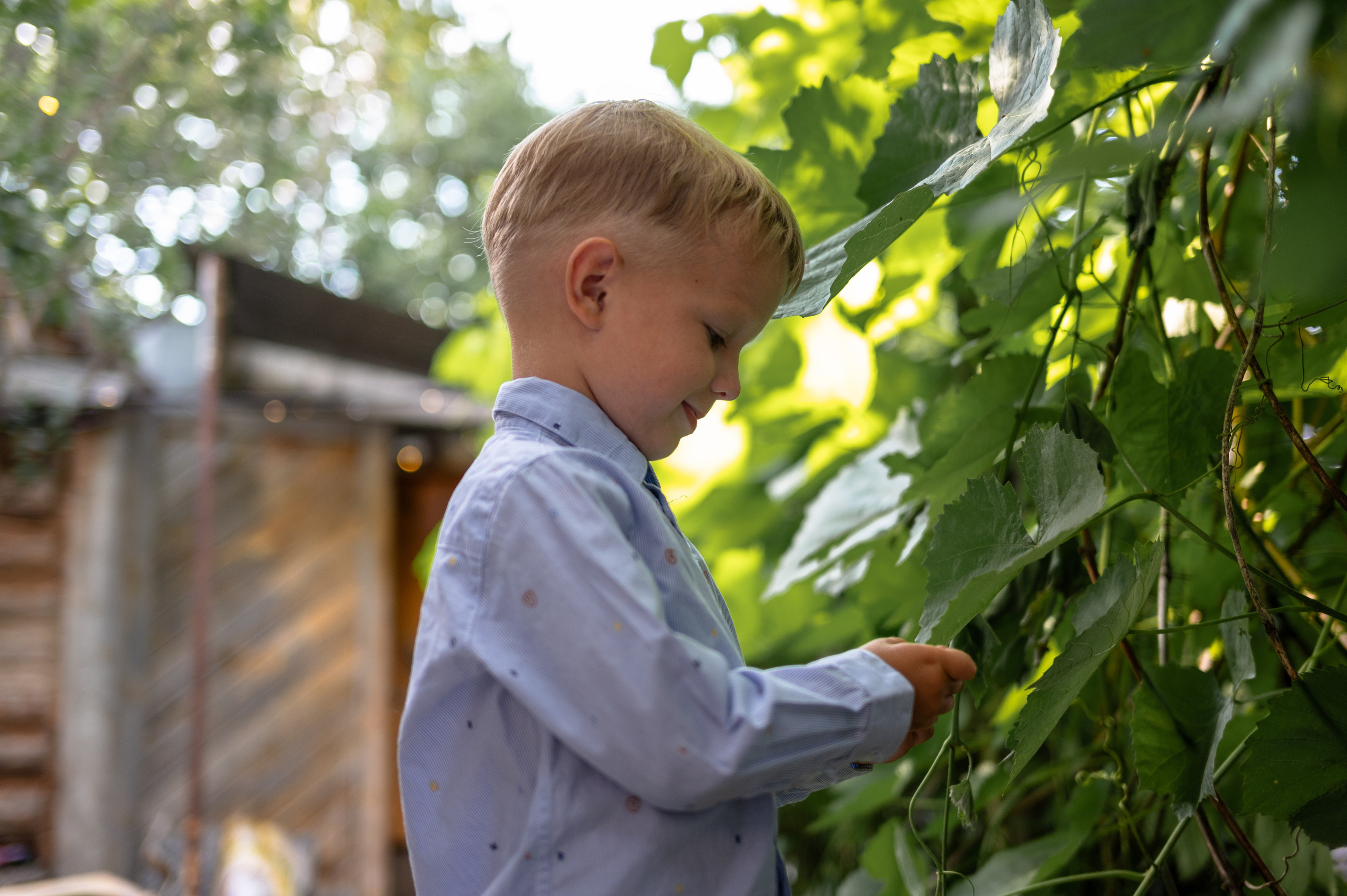 Ромашки и утята. Главная