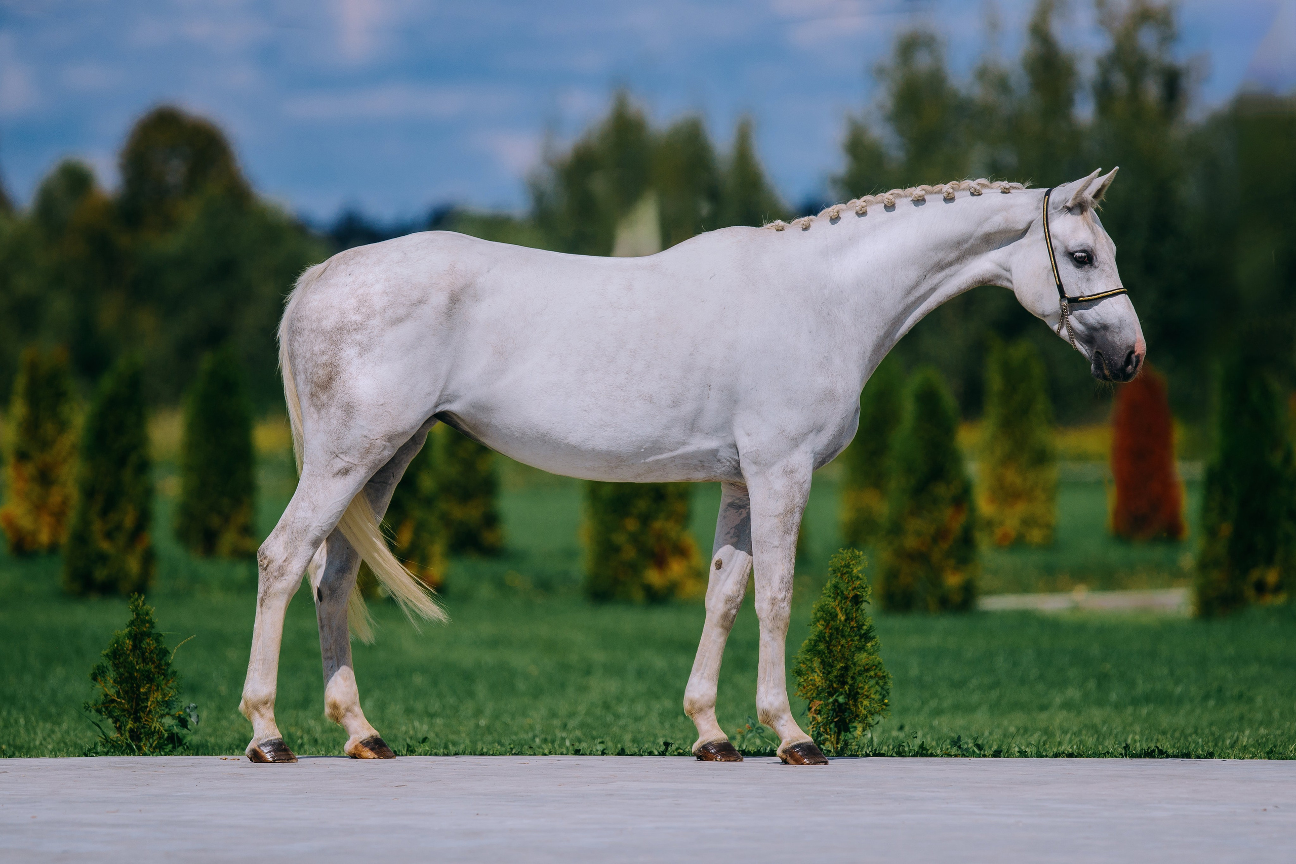 Экстерьеры. Фотограф-анималист Ксендзова Кристина