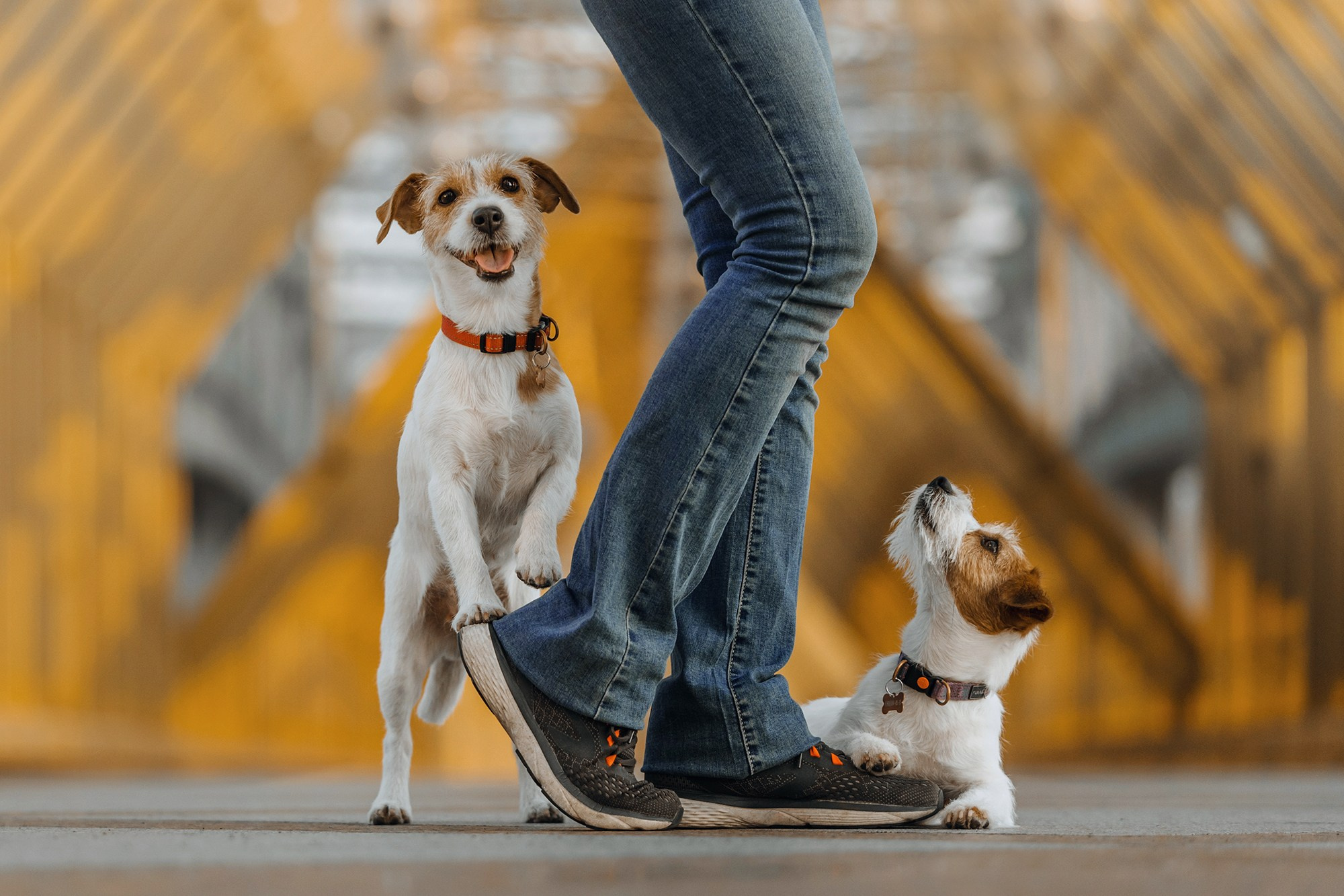 Человек и его друзья. Фотограф Анна Тюрина