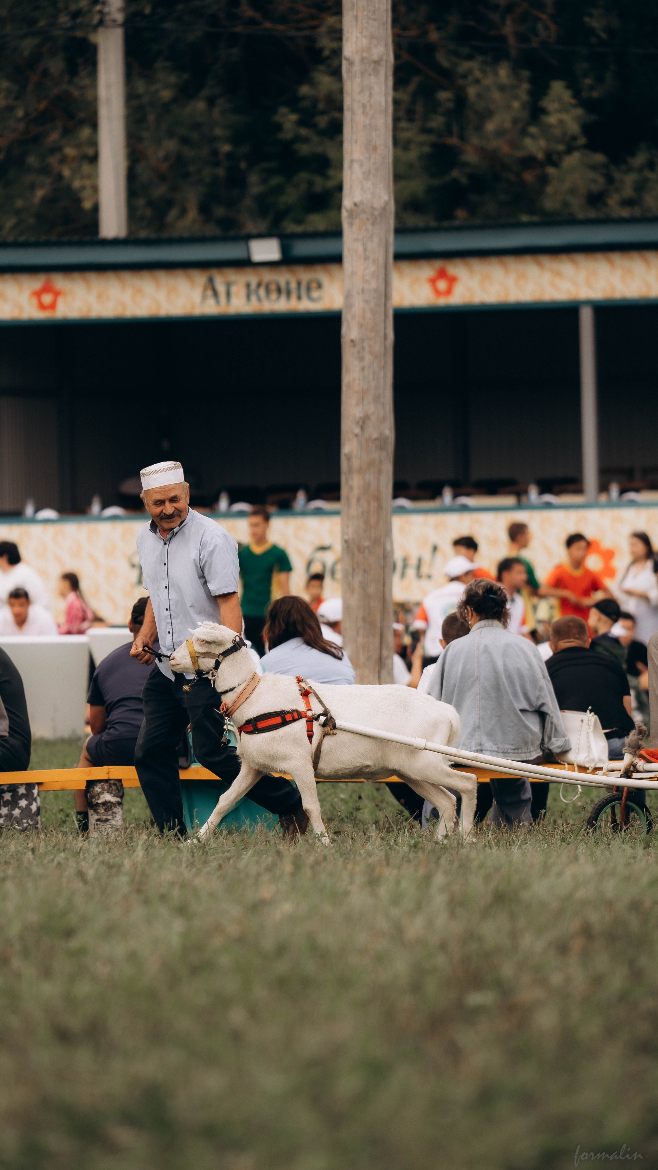 День Коня. Алиса Никитцова | Фотограф в Казани