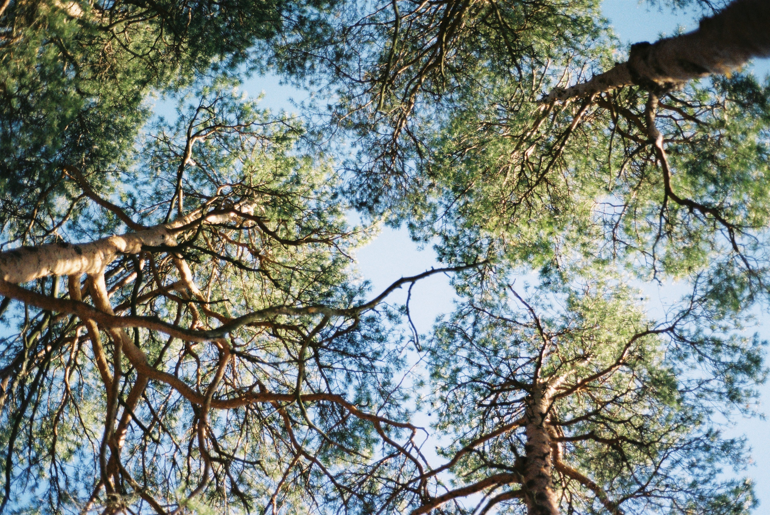 Film. Ruslan UI Dev Page