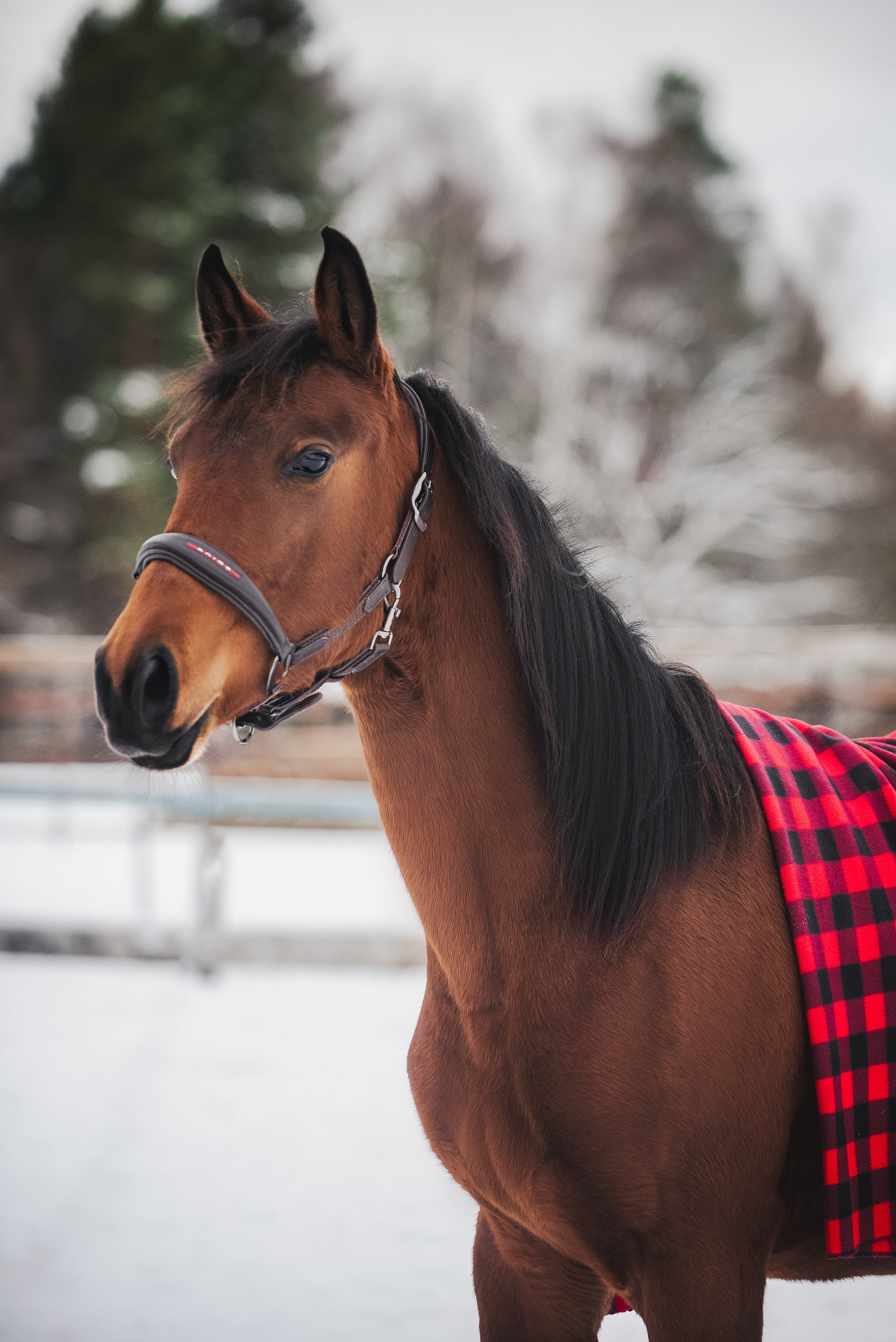 Дестини. Куракина Дарья • Конный фотограф