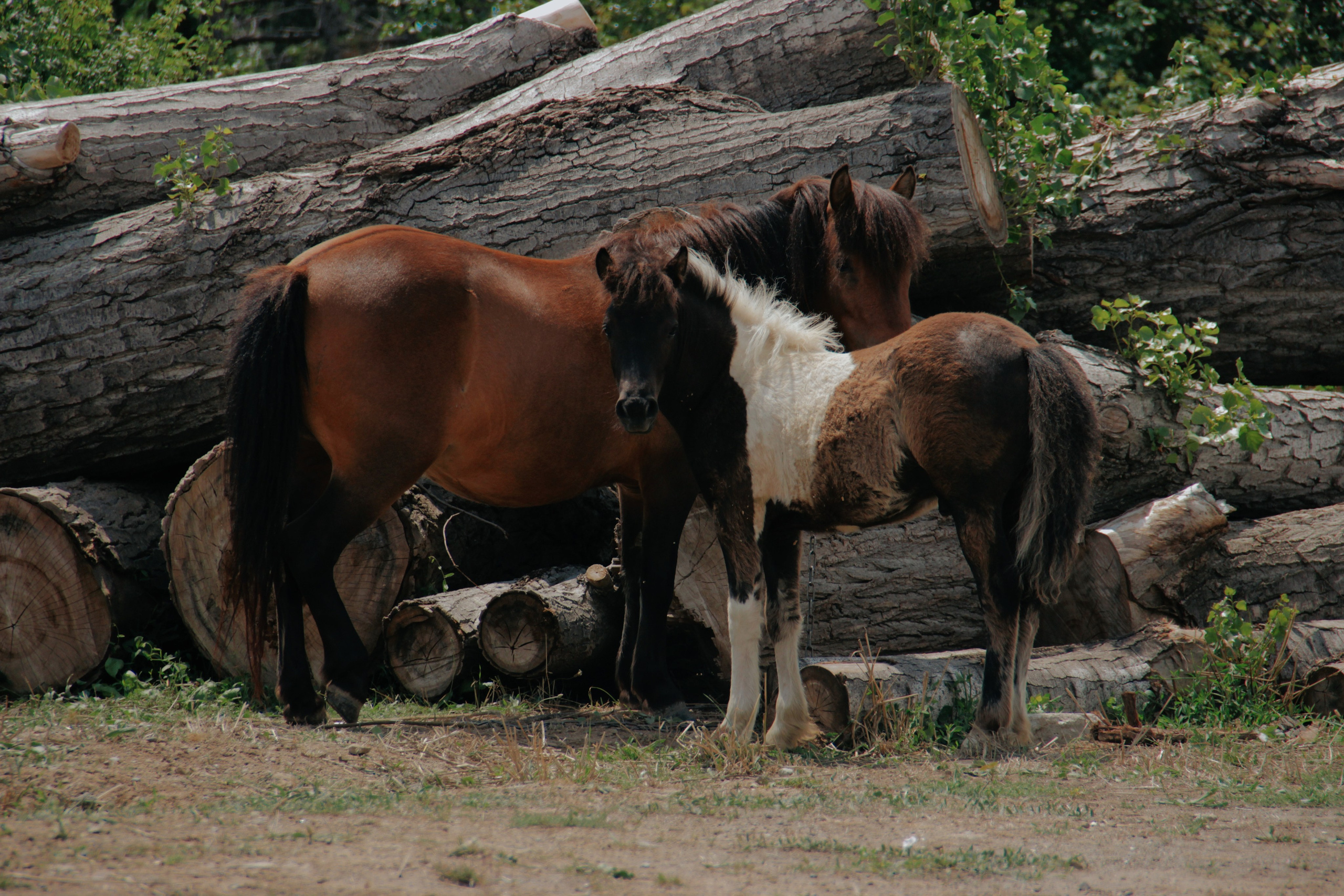 Крым. Фотограф и видеограф в Санкт-Петербурге