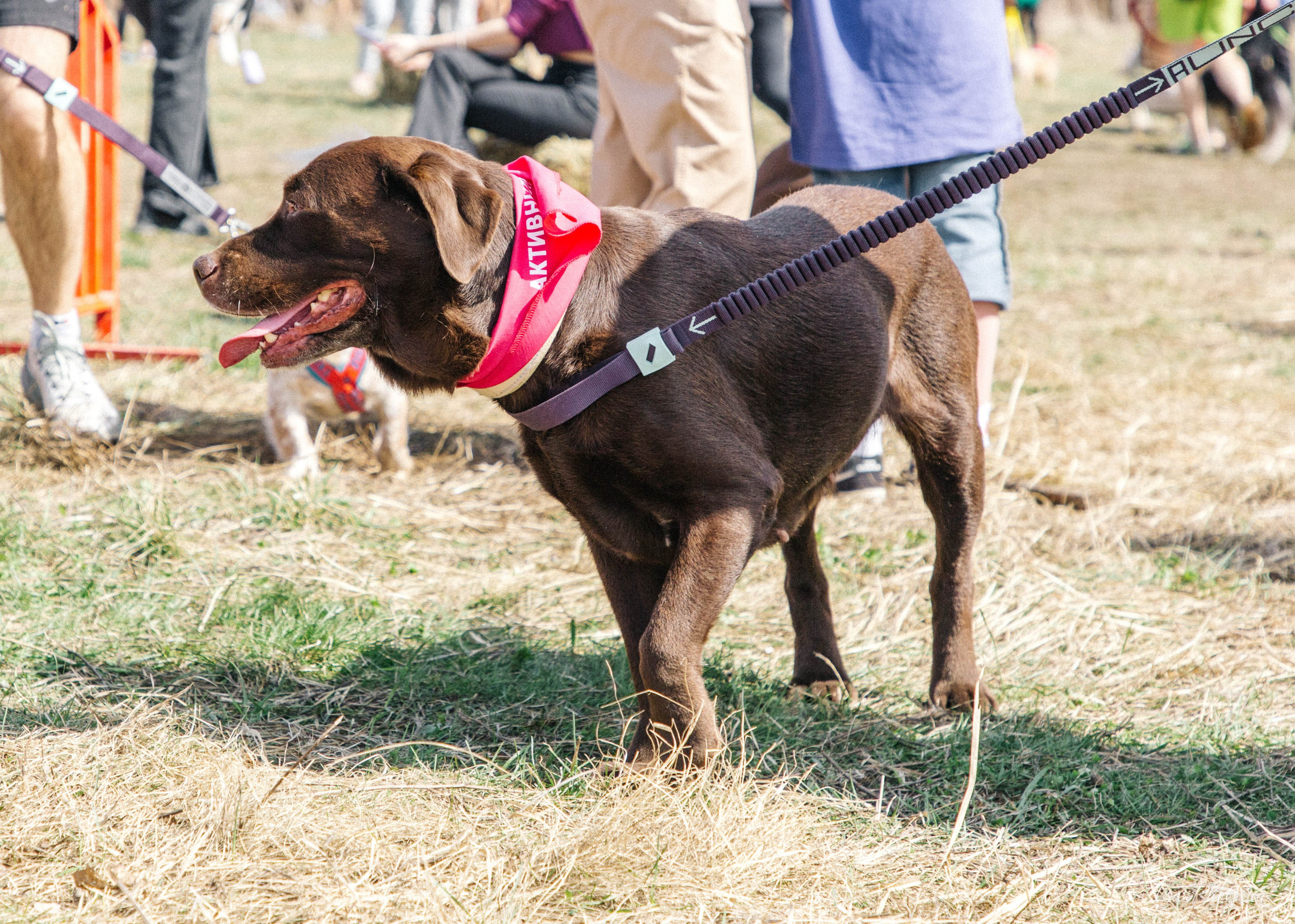 Кросс «Быстрый пёс» 2025. Репортажный фотограф в Москве