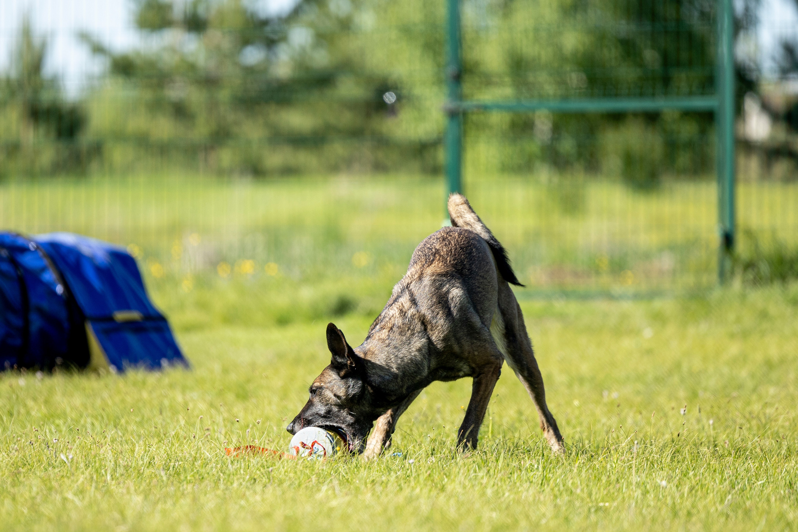Испытания по мондьорингу в Нижнем Новгороде. Фотограф-анималист Анна Маринич