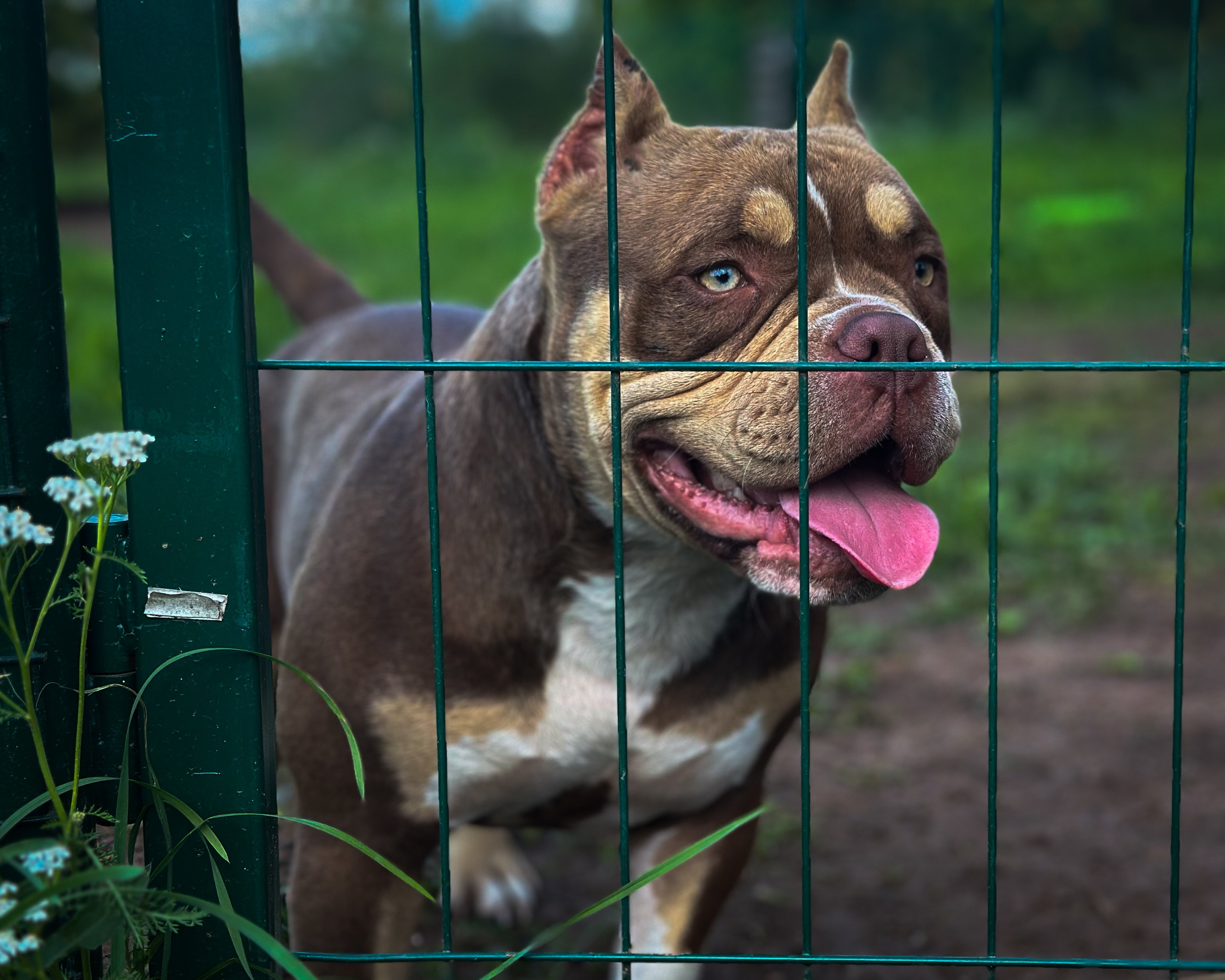 Ultimate Bully Tinky-Winky. Питомник американских булли Bounty Pride Bully