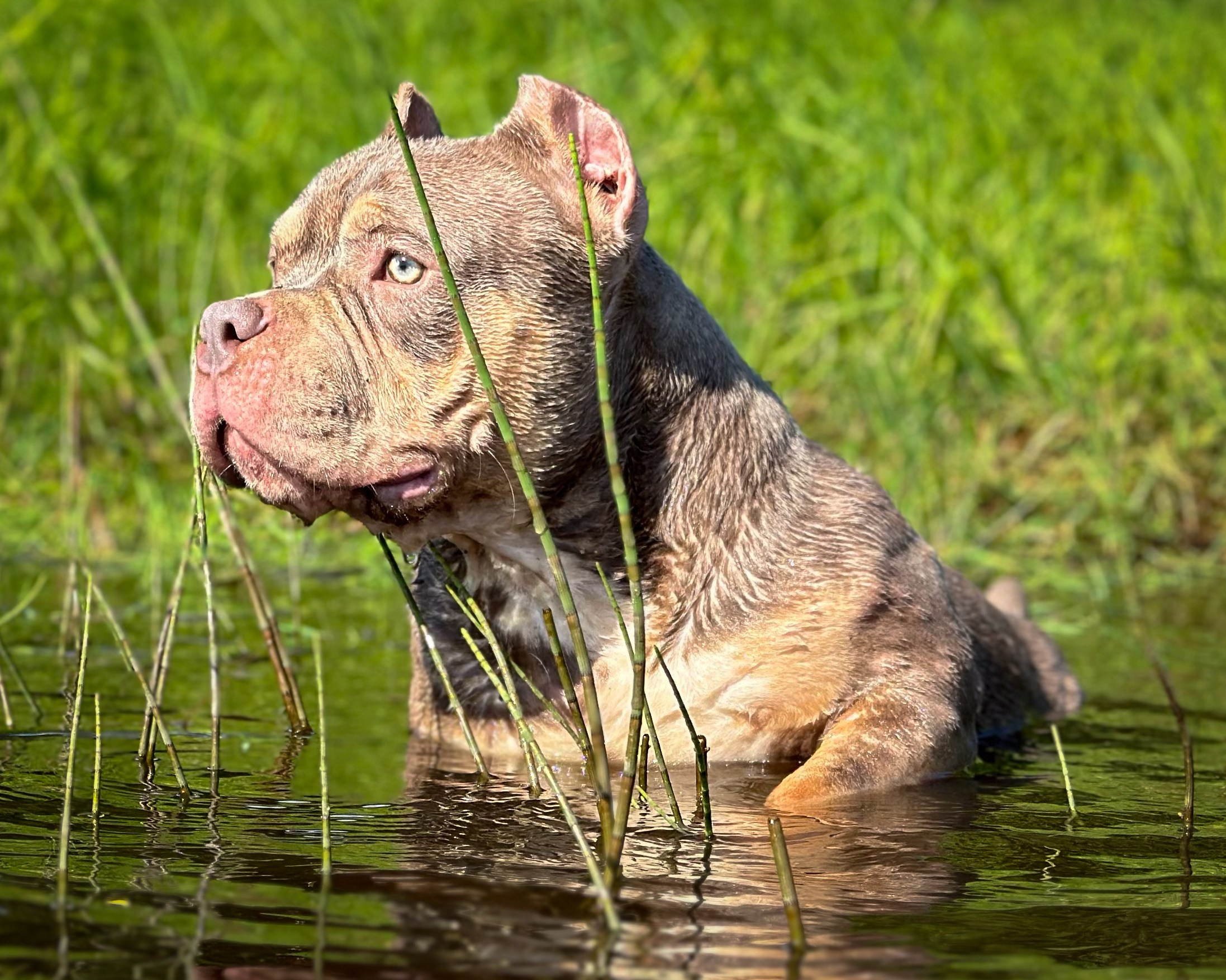 Stark. Питомник американских булли Bounty Pride Bully
