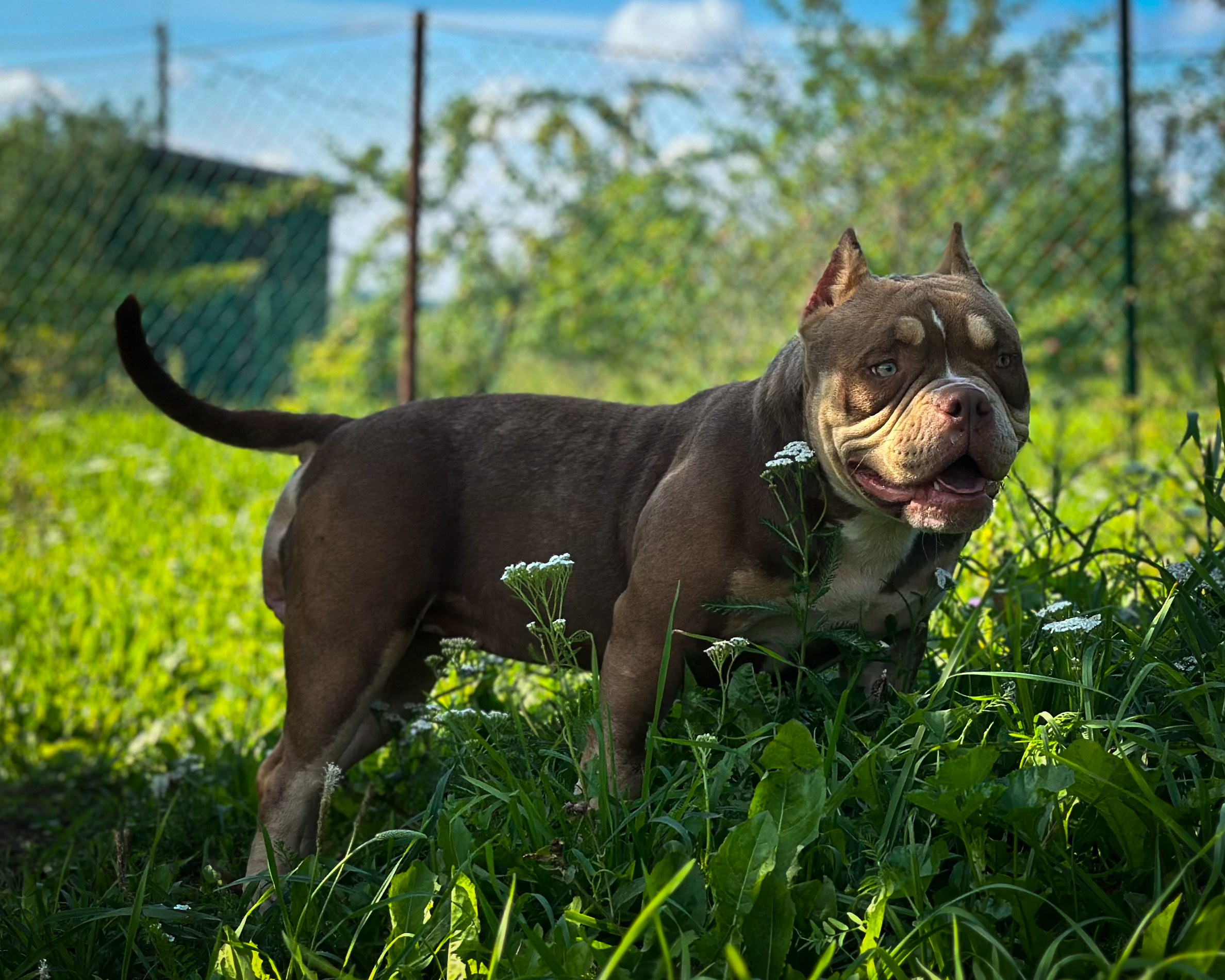 Ultimate Bully Tinky-Winky. Питомник американских булли Bounty Pride Bully