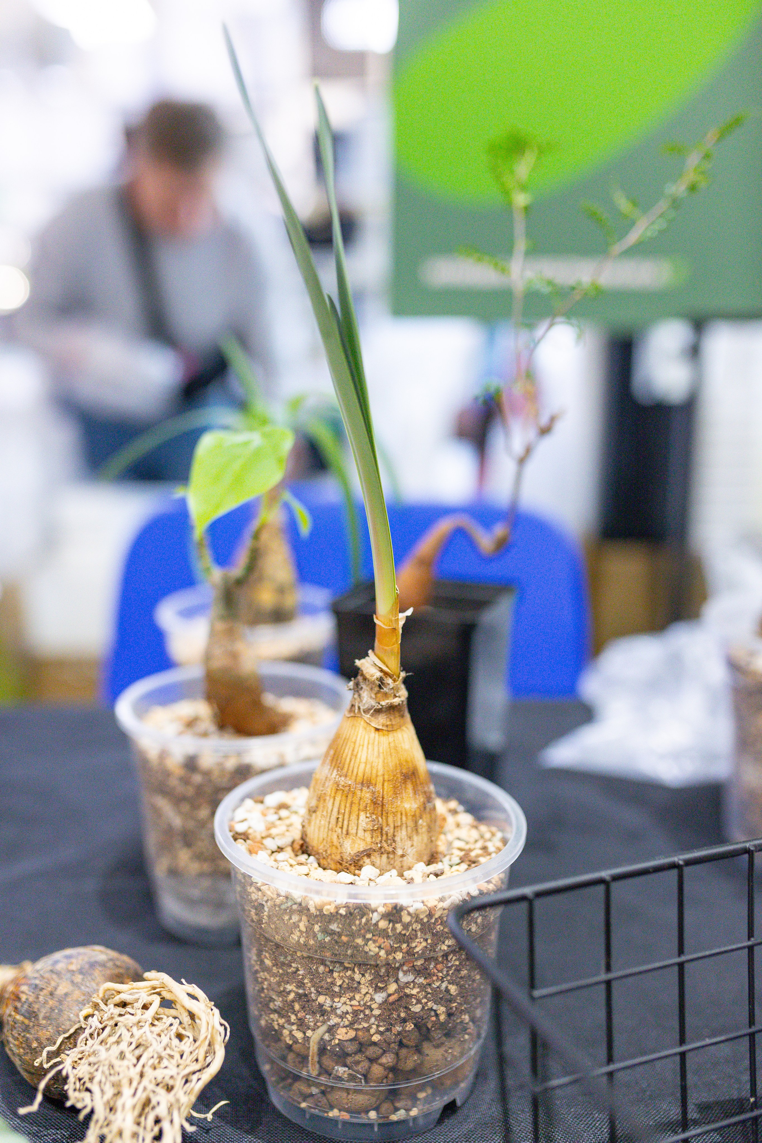 Монстериум 11–12 октября. Александра Куликова фотограф, Москва