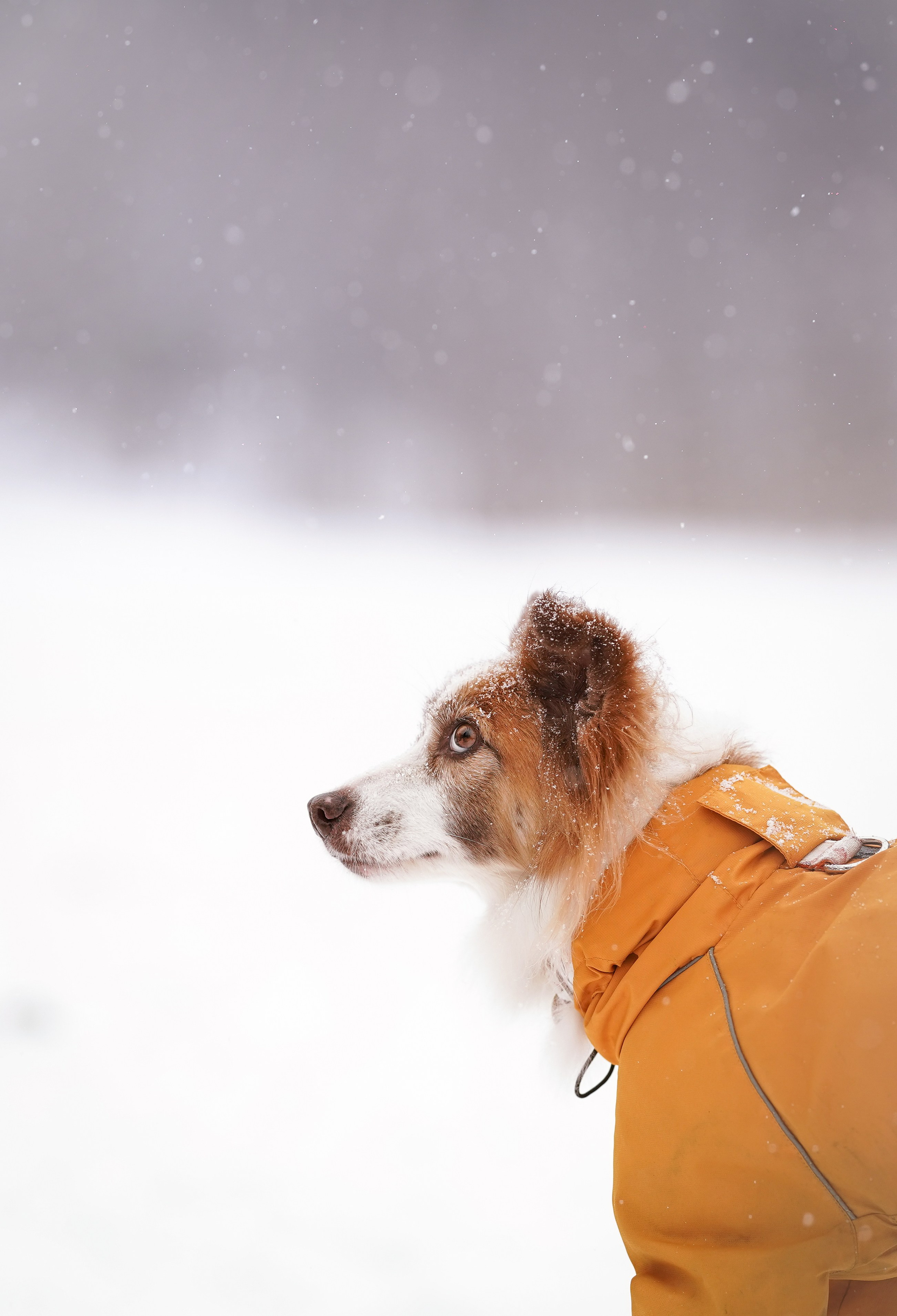 Красно-рыжая банда. Фотограф-анималист в Санкт-Петербурге Яна Мартынова