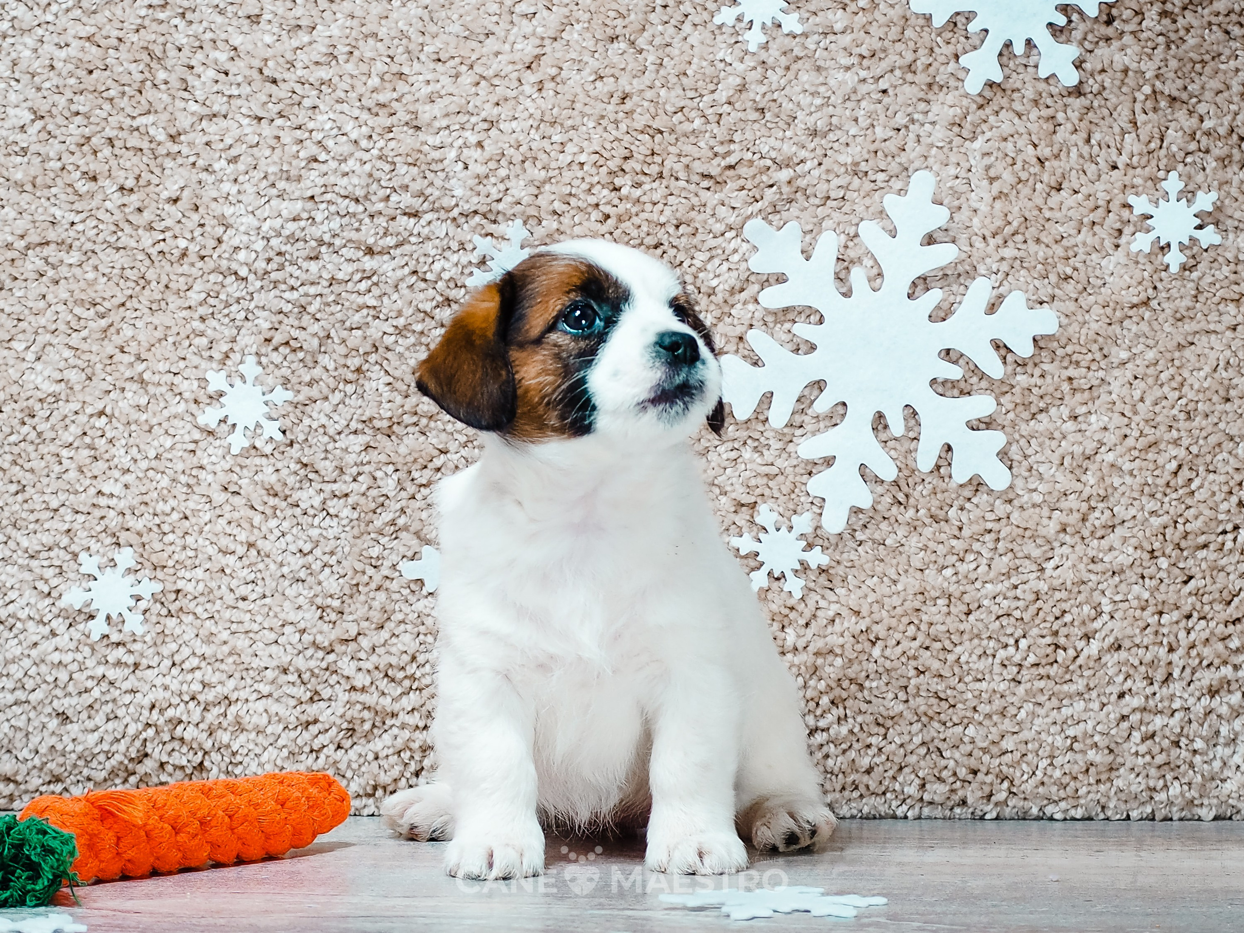 3_Девочка_СНЕЖНАЯ_Ц. CANE MAESTRO — kennel Jack Russell Terrier