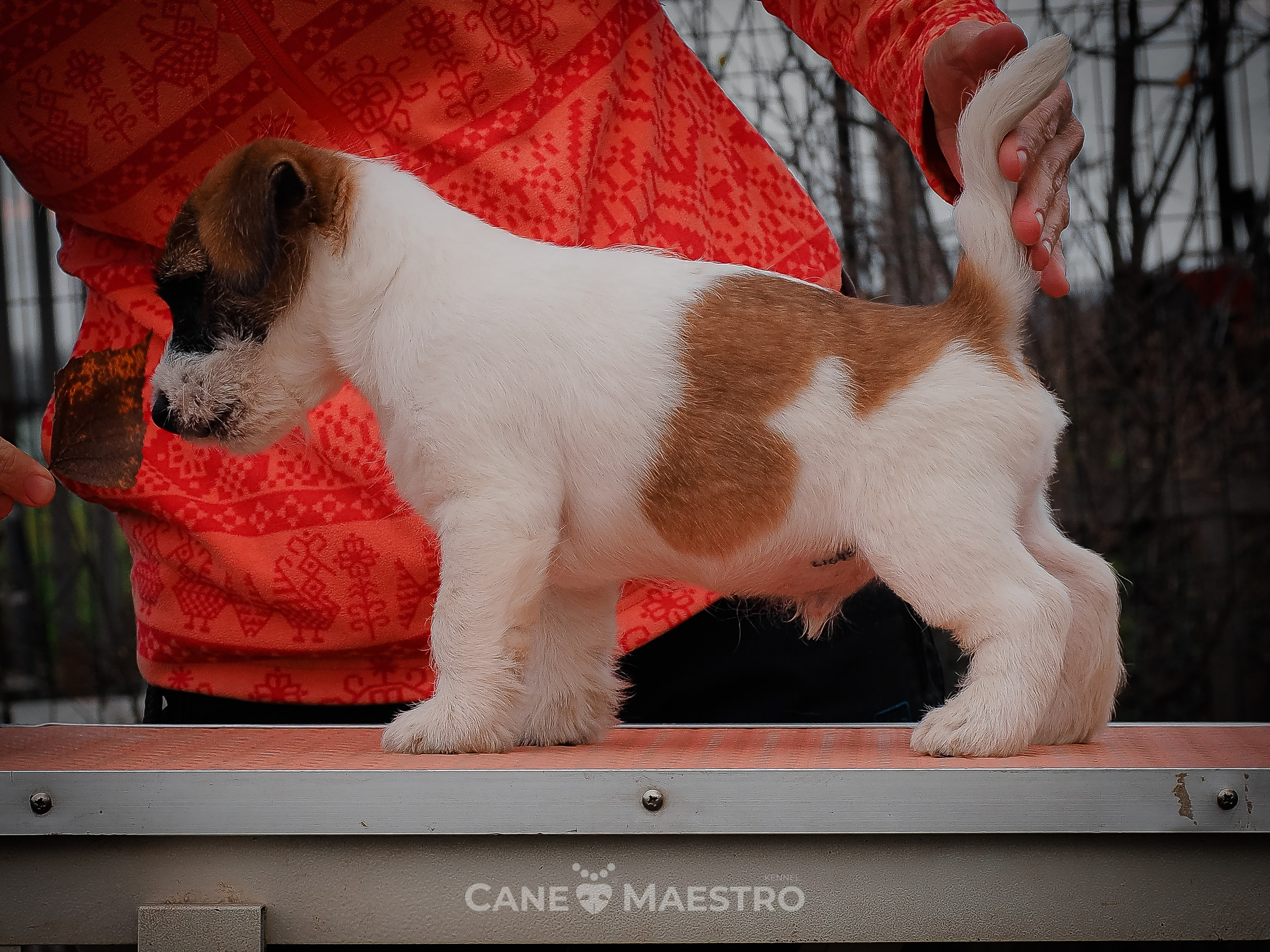 КОБЛ_5_БР_27. КАНЕ МАЭСТРО — питомник Джек рассел терьеров