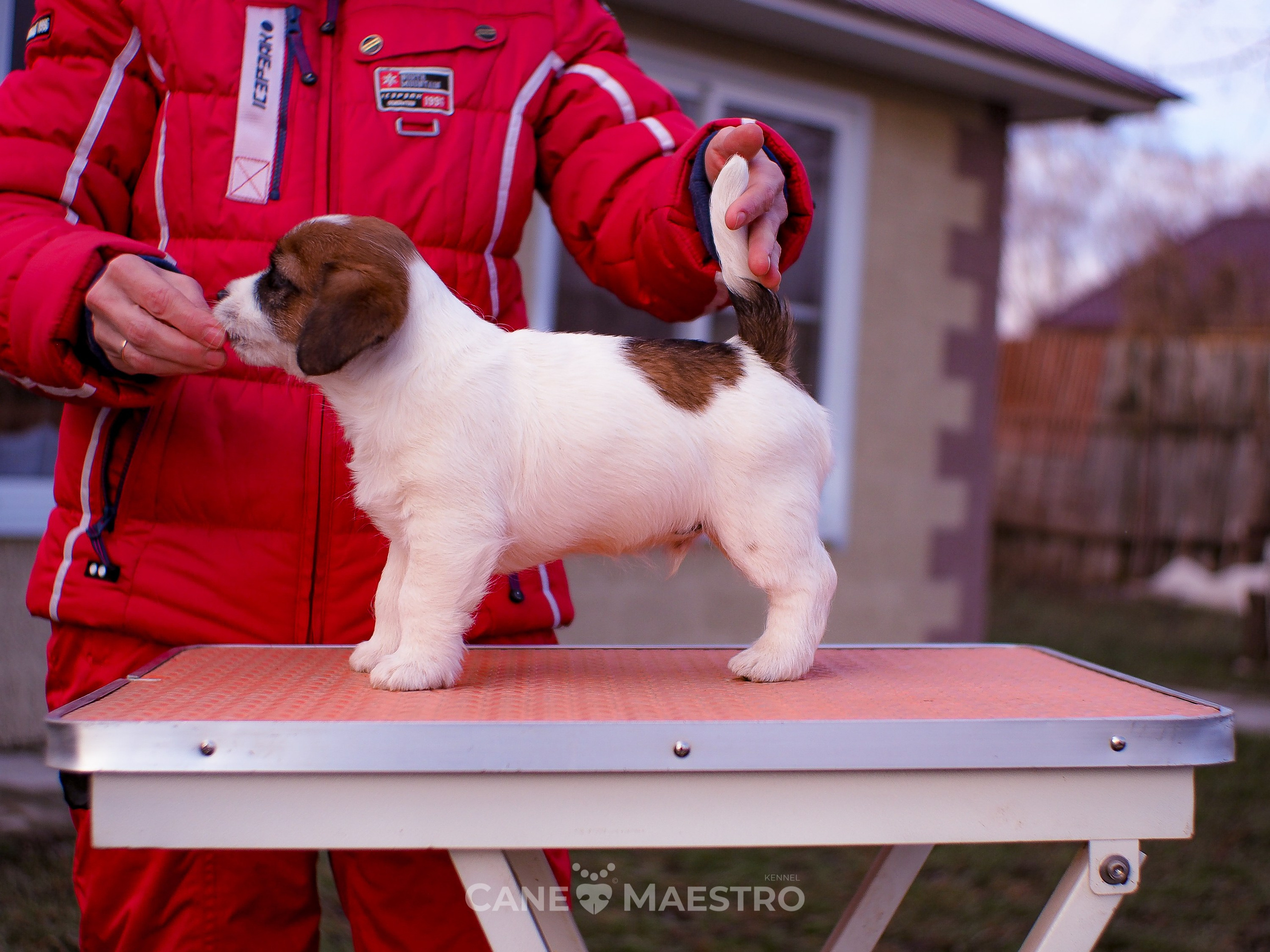 Мальчик 2. Кобель бело-рыжий. Джек рассел терьер щенок. КАНЕ МАЭСТРО — питомник Джек рассел терьеров