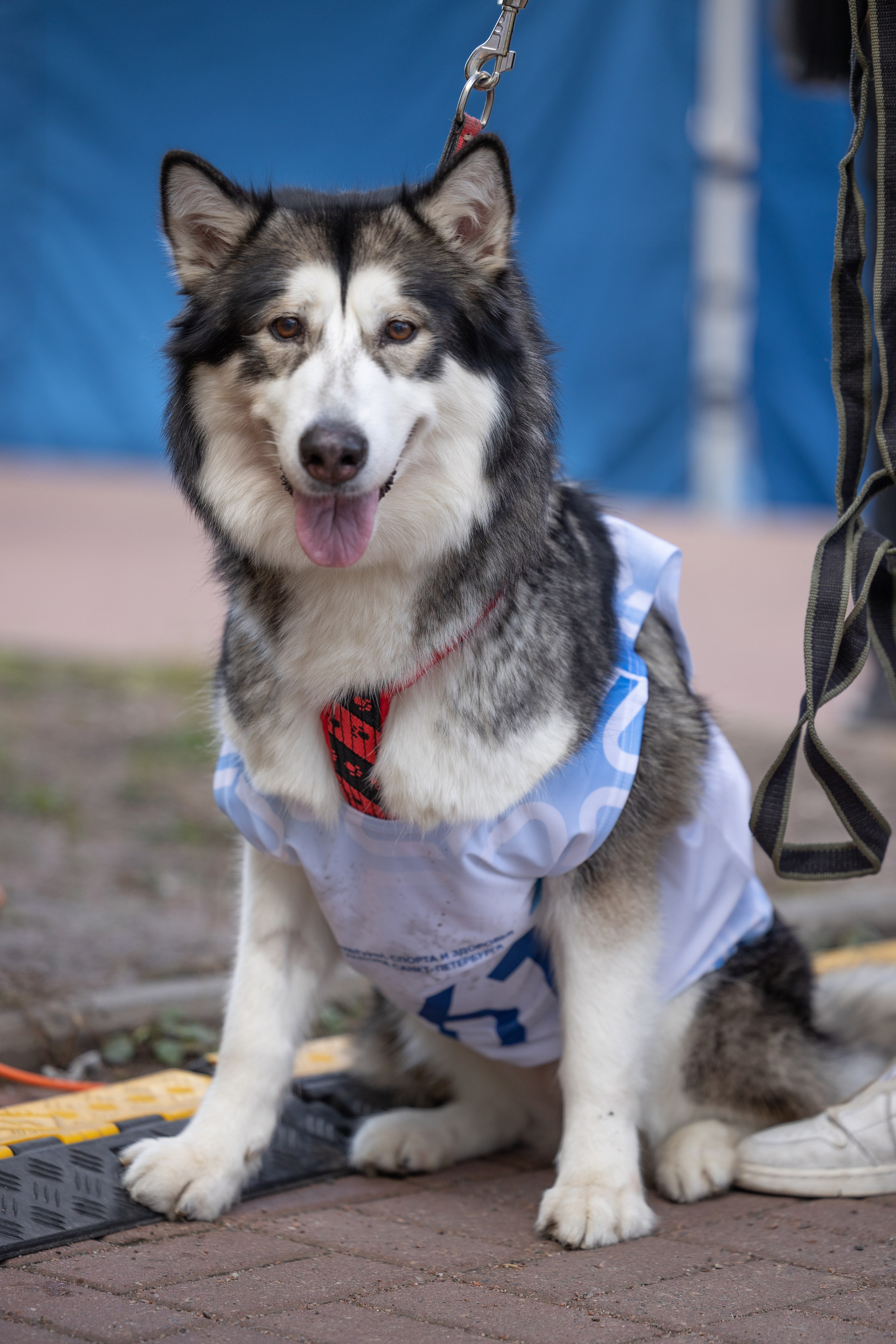 Кросс «Быстрый пёс», Балтийская Жемчужина. Главная