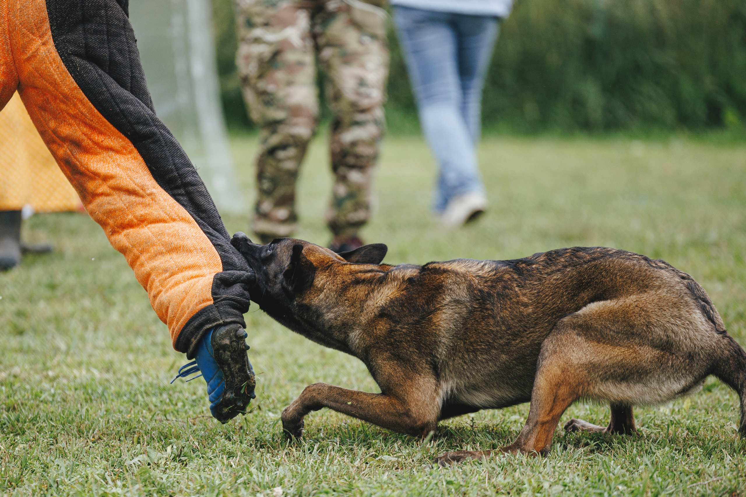 08.08.25-10.08.25 ЧР по мондьорингу г. Вологда. Фотограф-анималист Анна Маринич