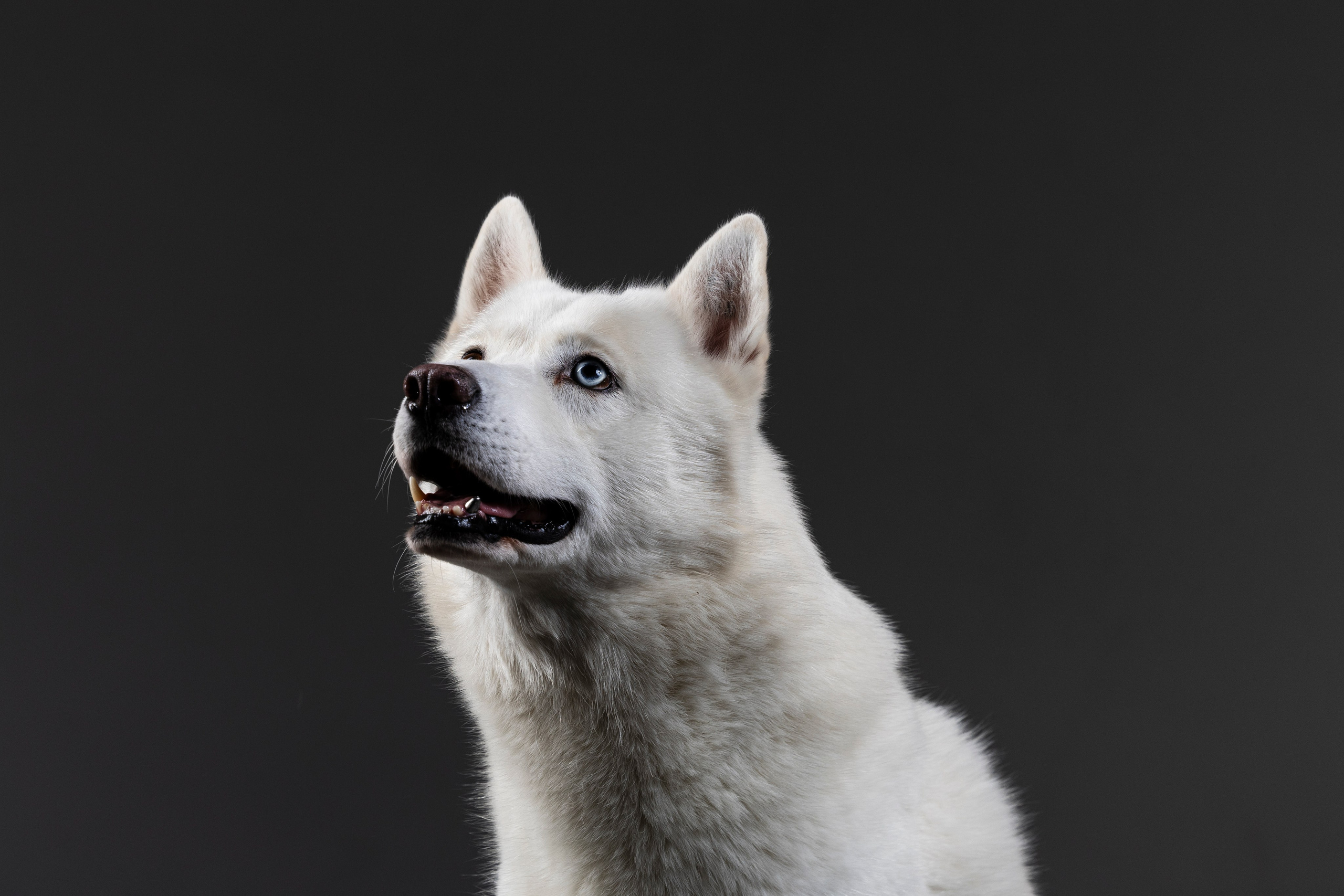 Студия. Фотограф-анималист Анна Маринич