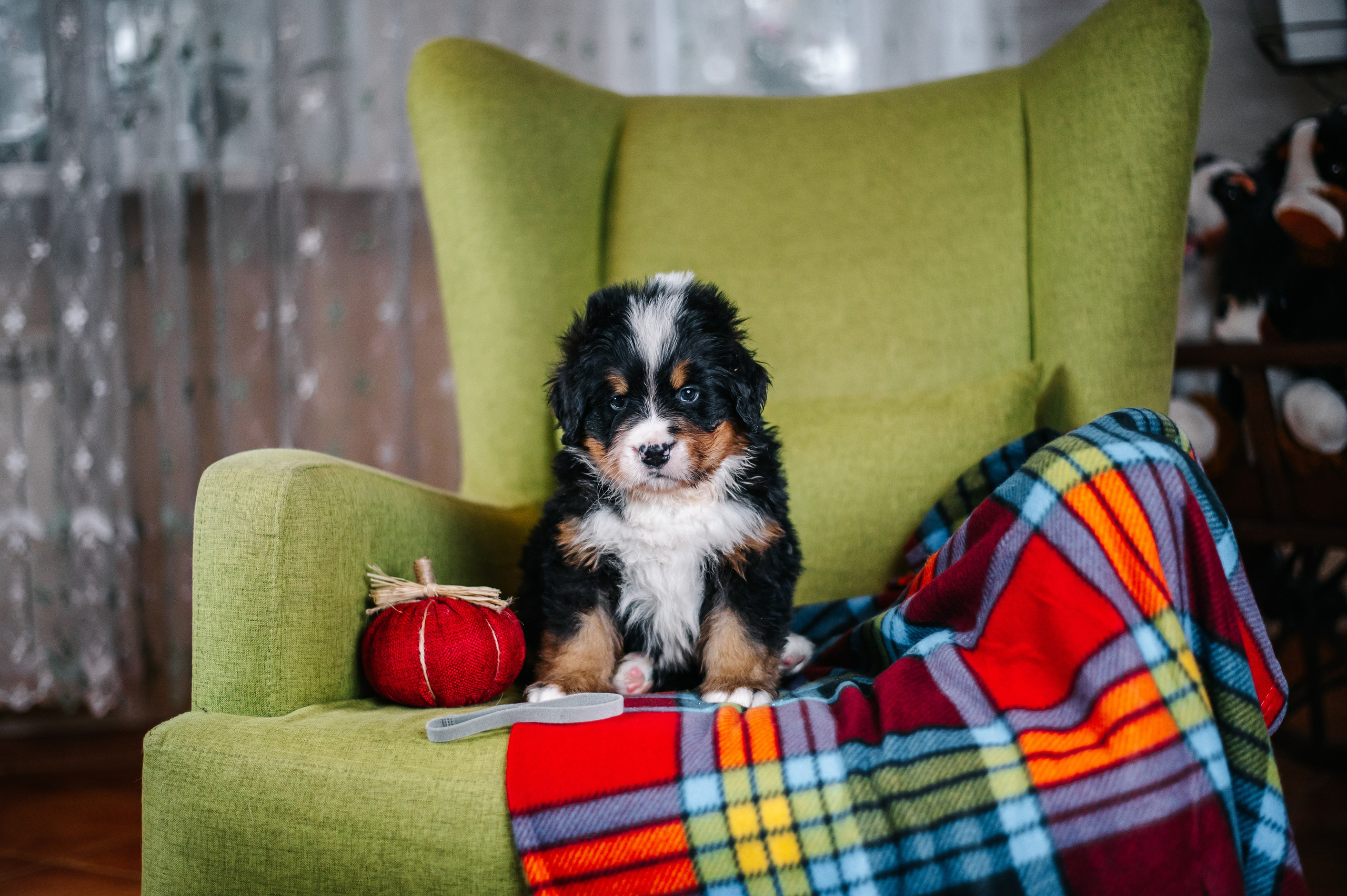 Бернские зенненхунды. Анна Пушина, фотограф, Москва, Королев, Пушкино