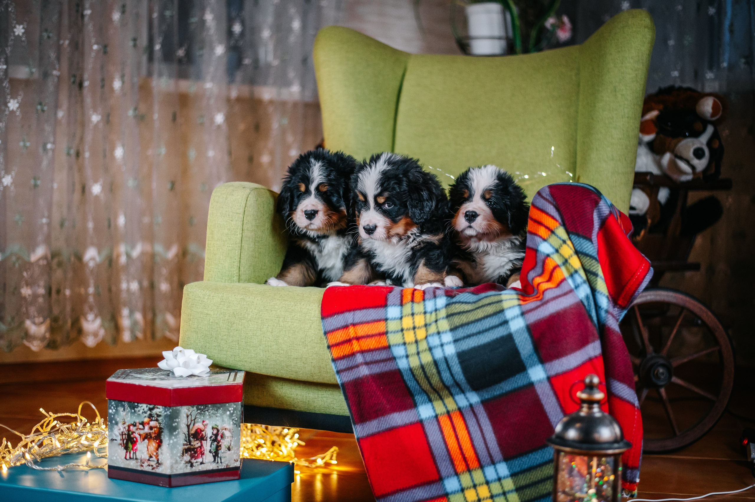 Бернские зенненхунды. Анна Пушина, фотограф, Москва, Королев, Пушкино