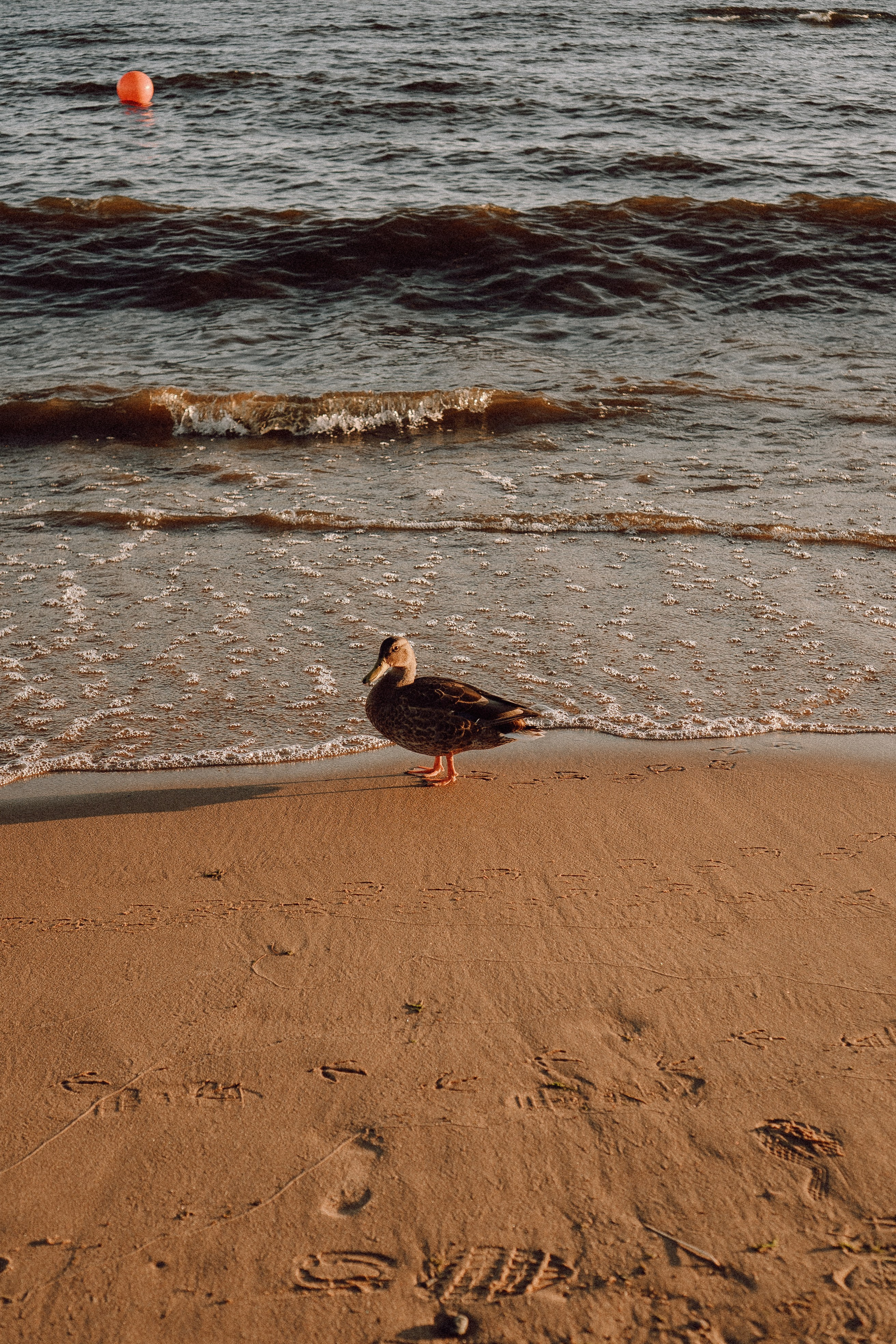 РОМАНТИКА ФИНСКОГО ЗАЛИВА. Профессиональный фотограф, Санкт-Петербург — Виктория Богомолова