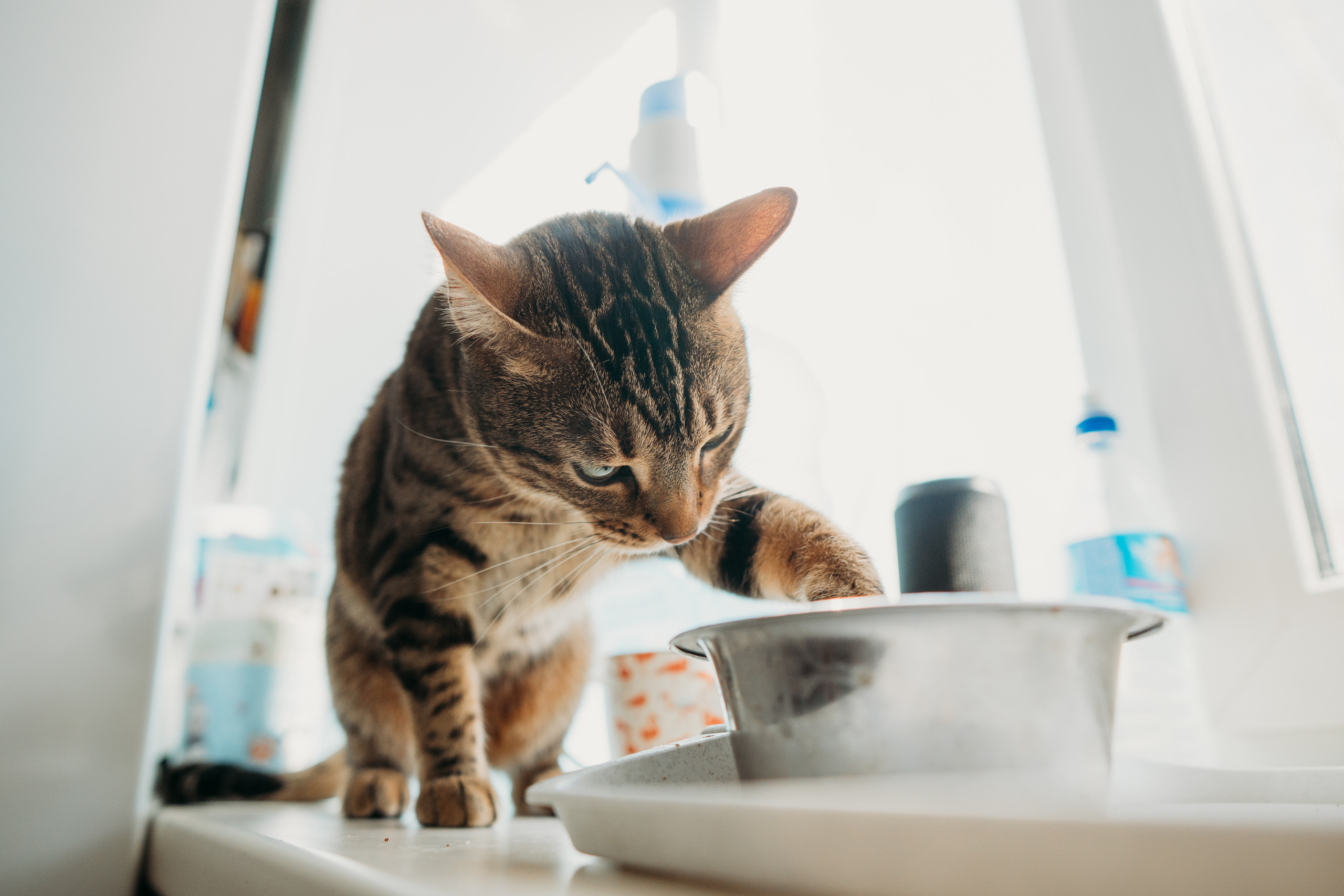 Будни молодой мамы (Алена и Даня). Семейный домашний фотограф в Барнауле Мария Лобастова