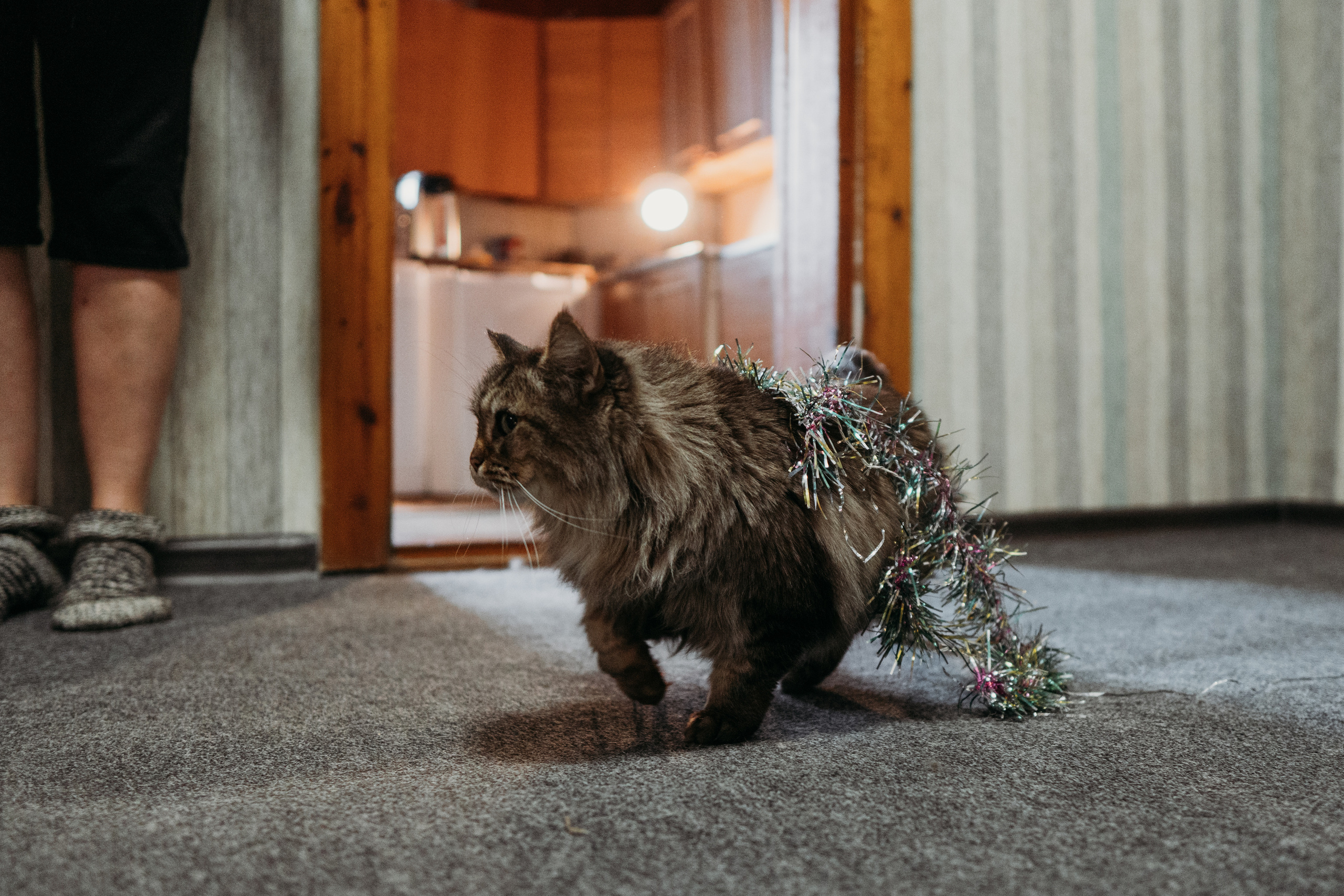 В отпуск к родителям (Новогодняя история для Ангелины). Семейный домашний фотограф в Барнауле Мария Лобастова
