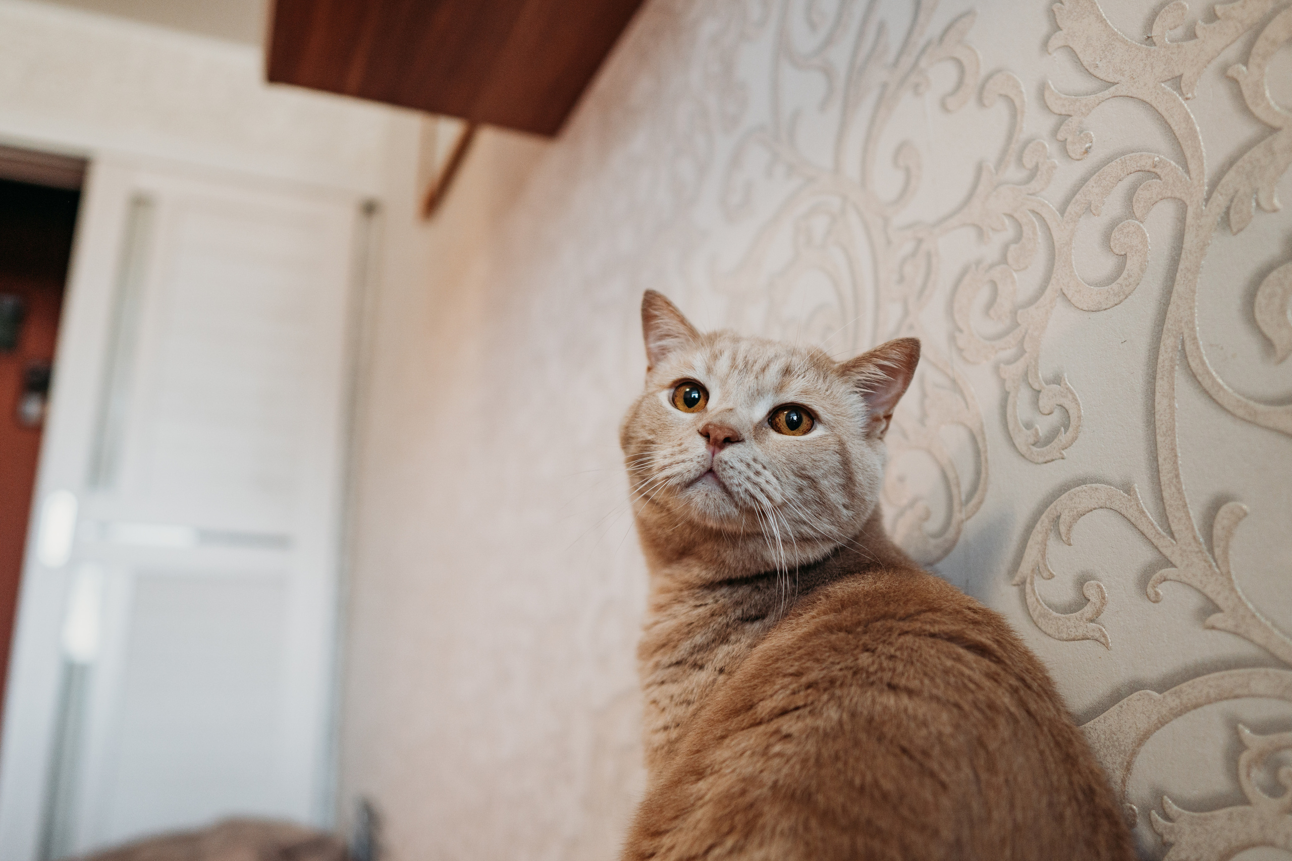 Большая семья с подростками и особенным ребенком (Ольга и ее дети). Семейный домашний фотограф в Барнауле Мария Лобастова