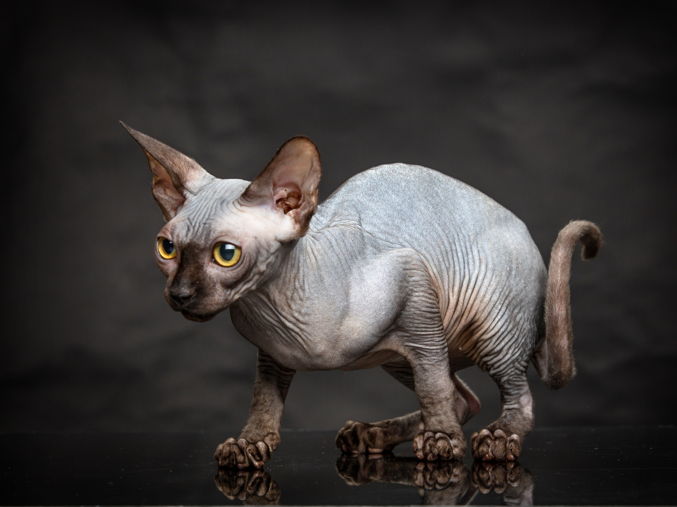 С кошкой. Фотограф Мария Кольцова