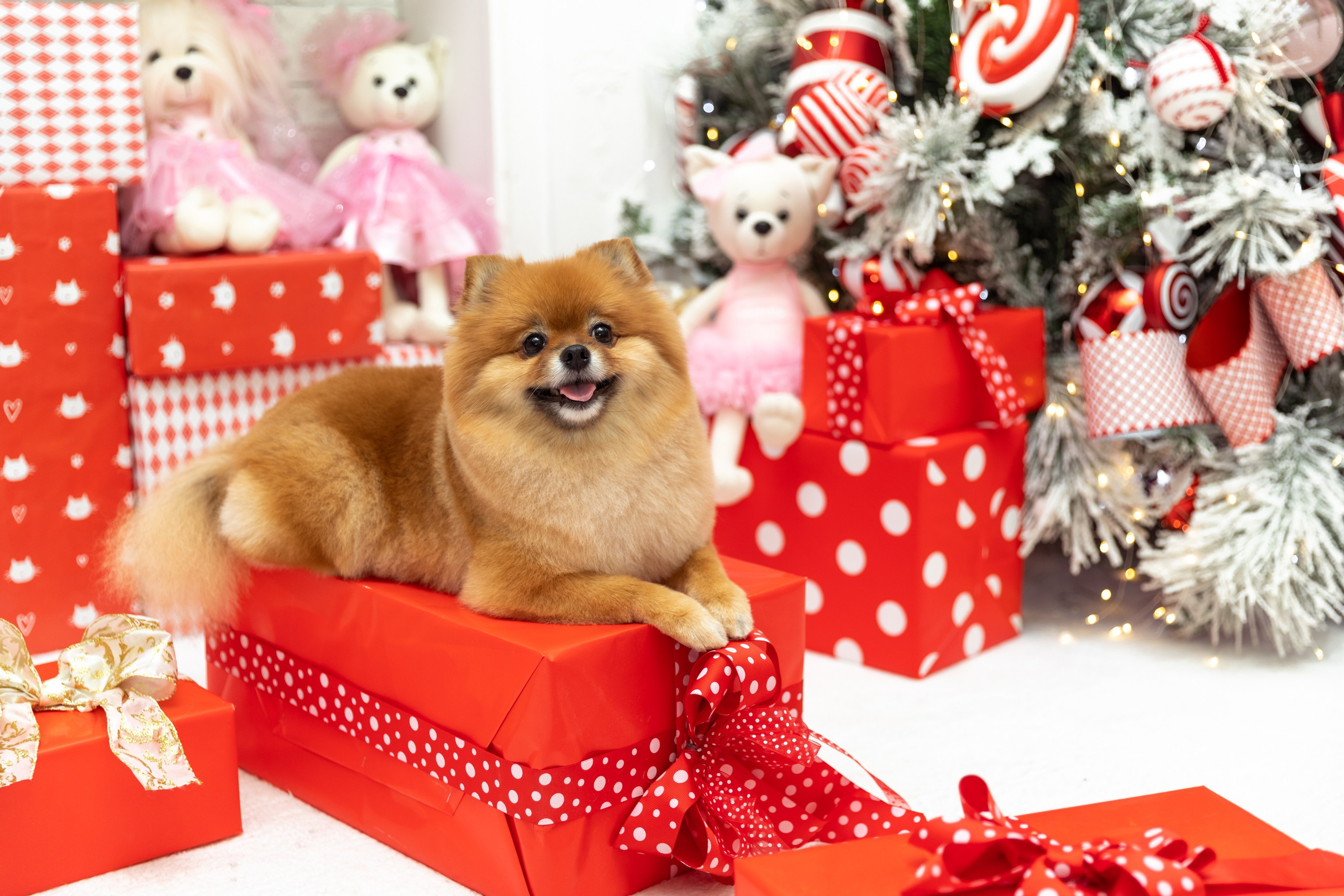 Фотосессии с питомцами в Сургуте