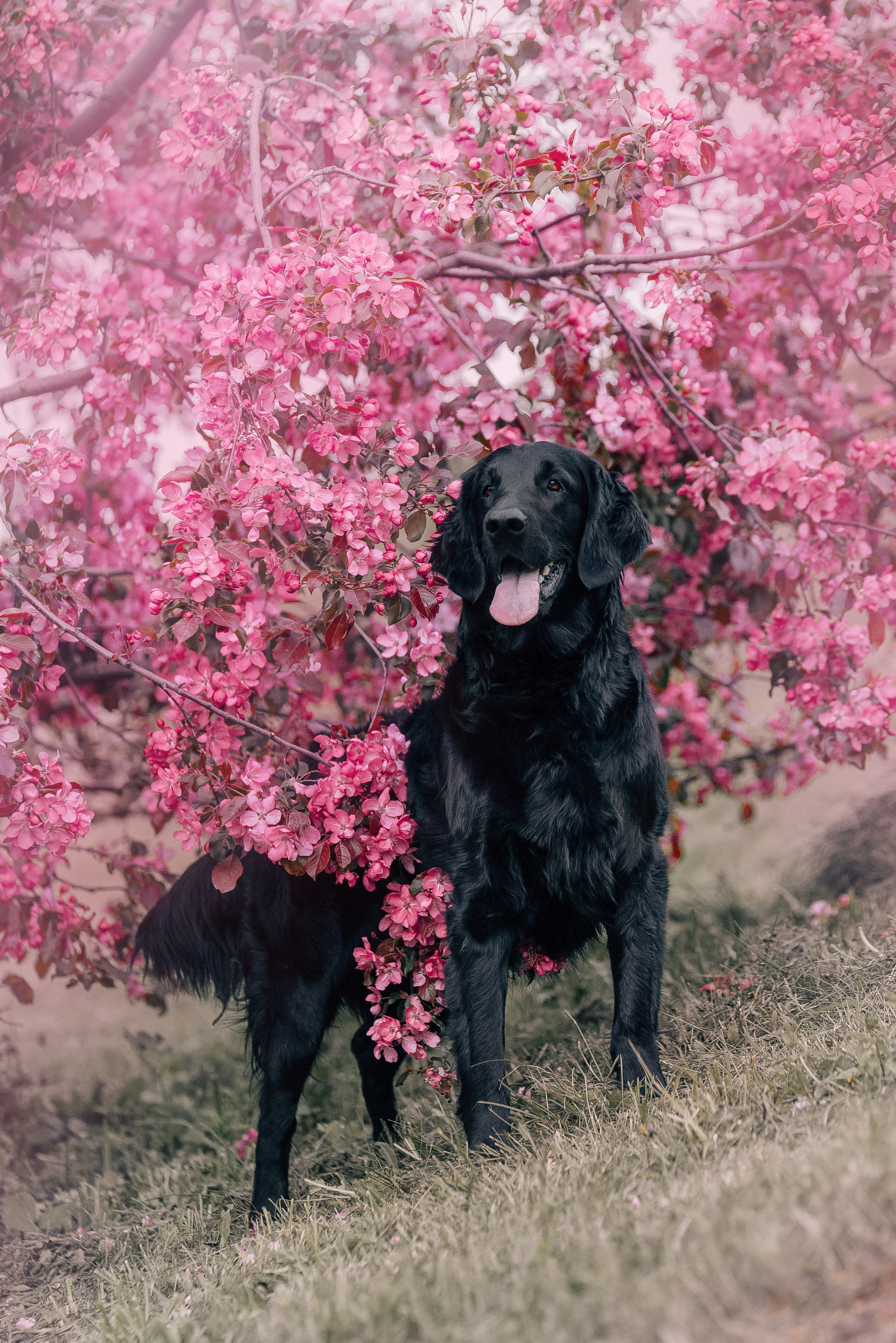Питомец в кадре. Фотограф-анималист Анастасия Парфенова|Екатеринбург