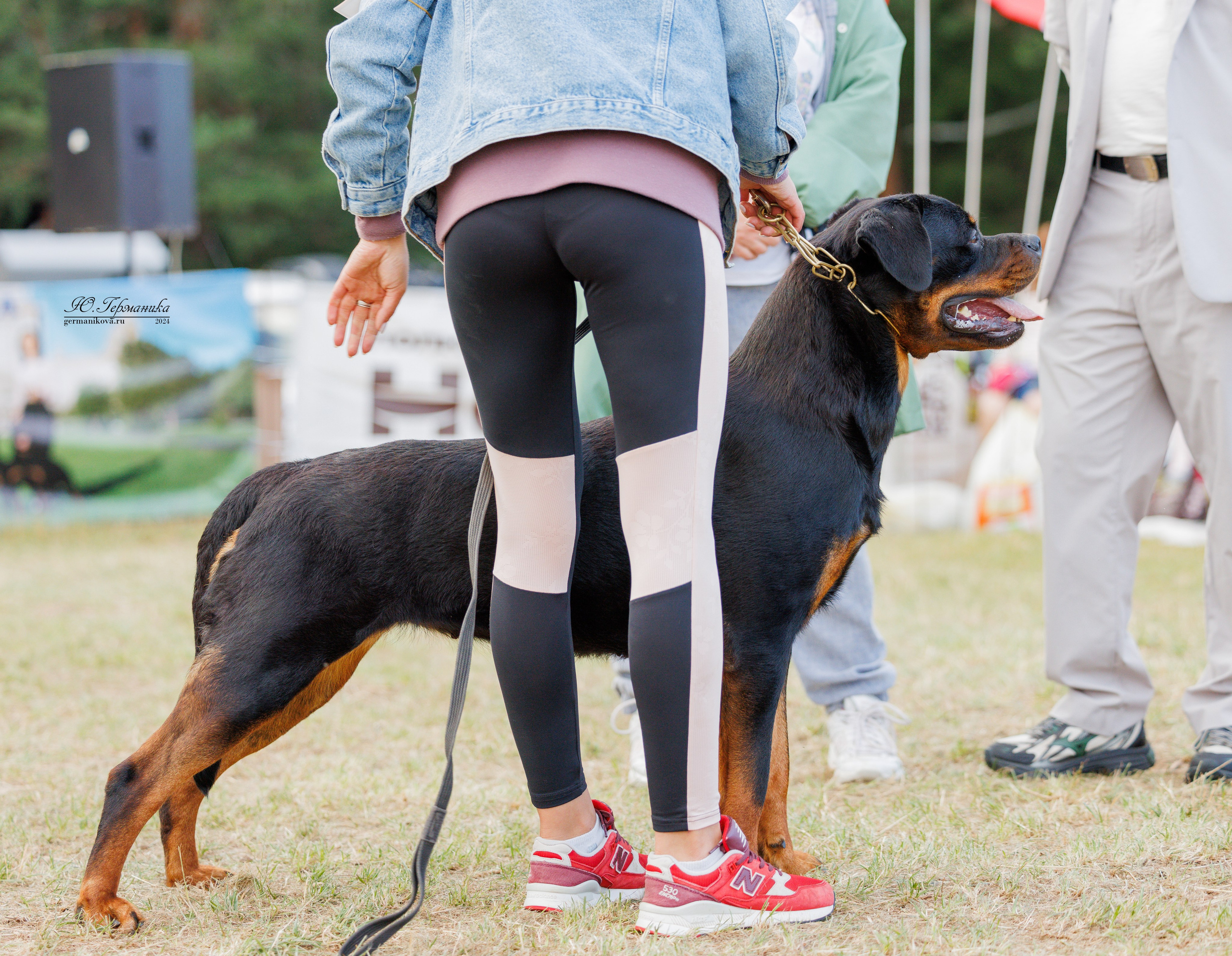ПК и КЧК ротвейлеры Тверь 6-7.07.2024. Фотограф-анималист Юлия Германика