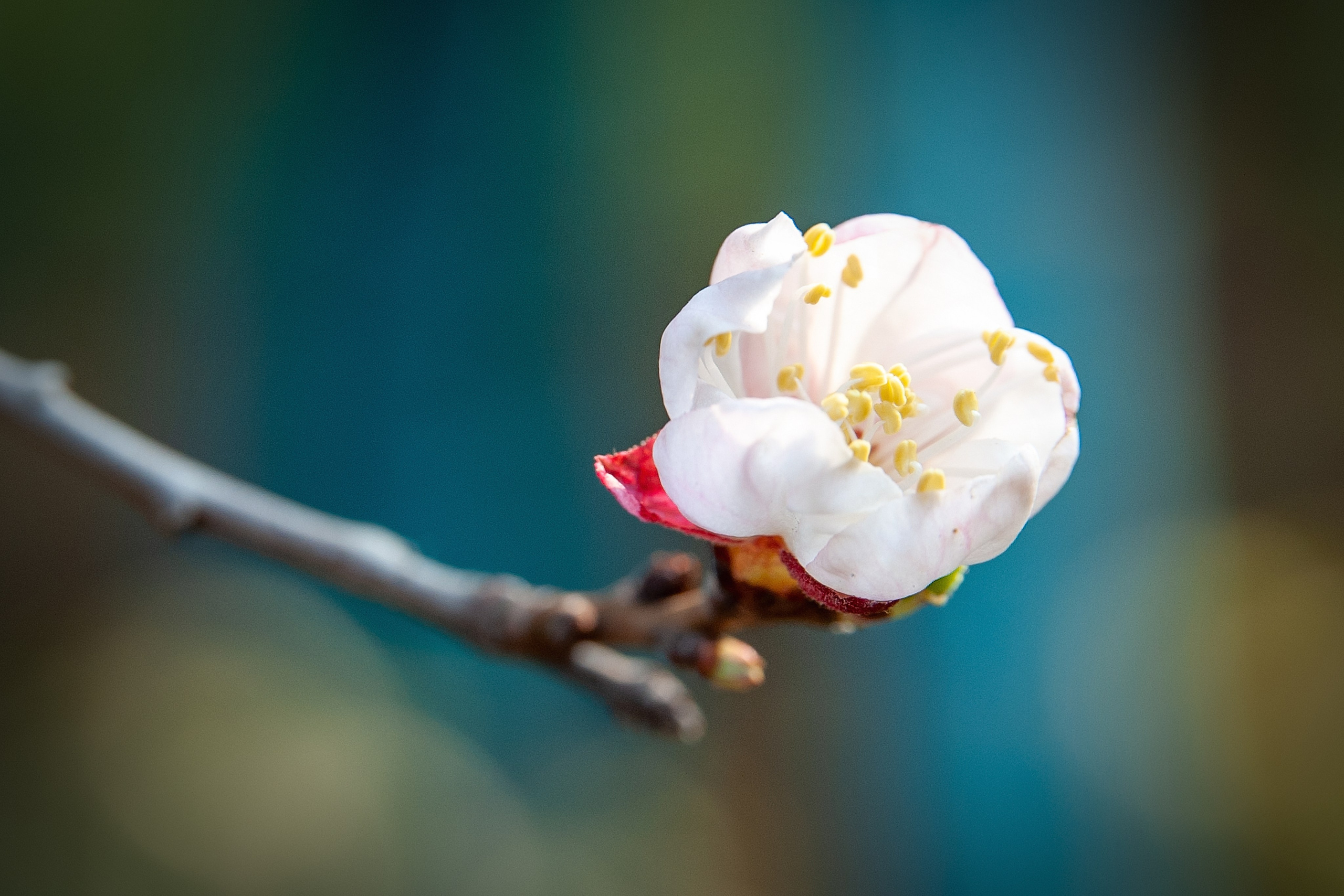 Весна. FotoGraf