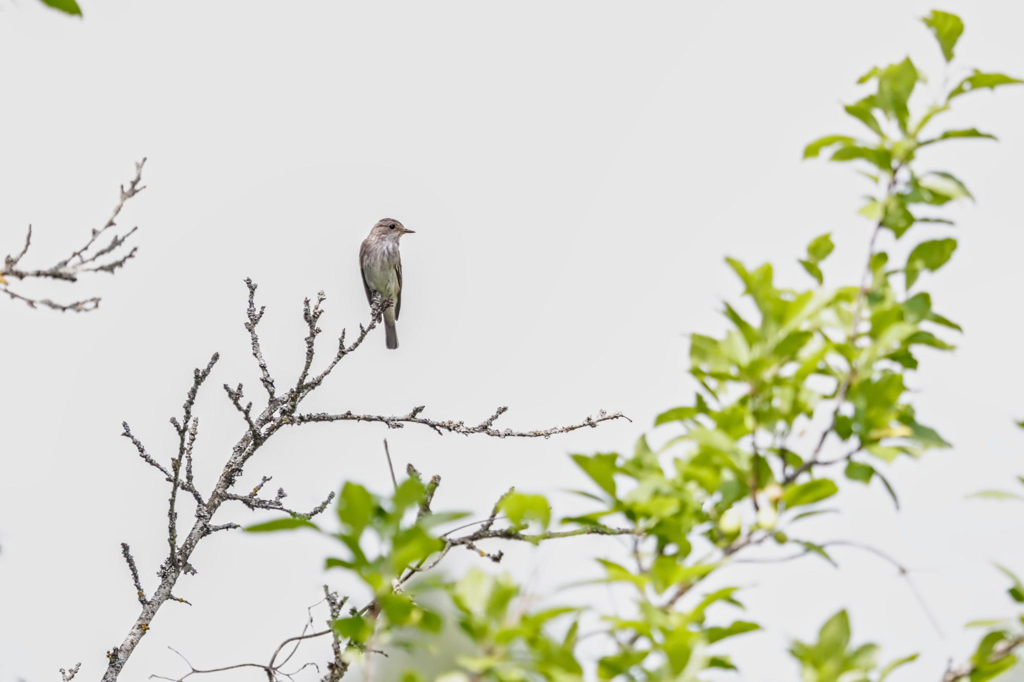 Птицы (Aves). Someone from Russia aka RUS147