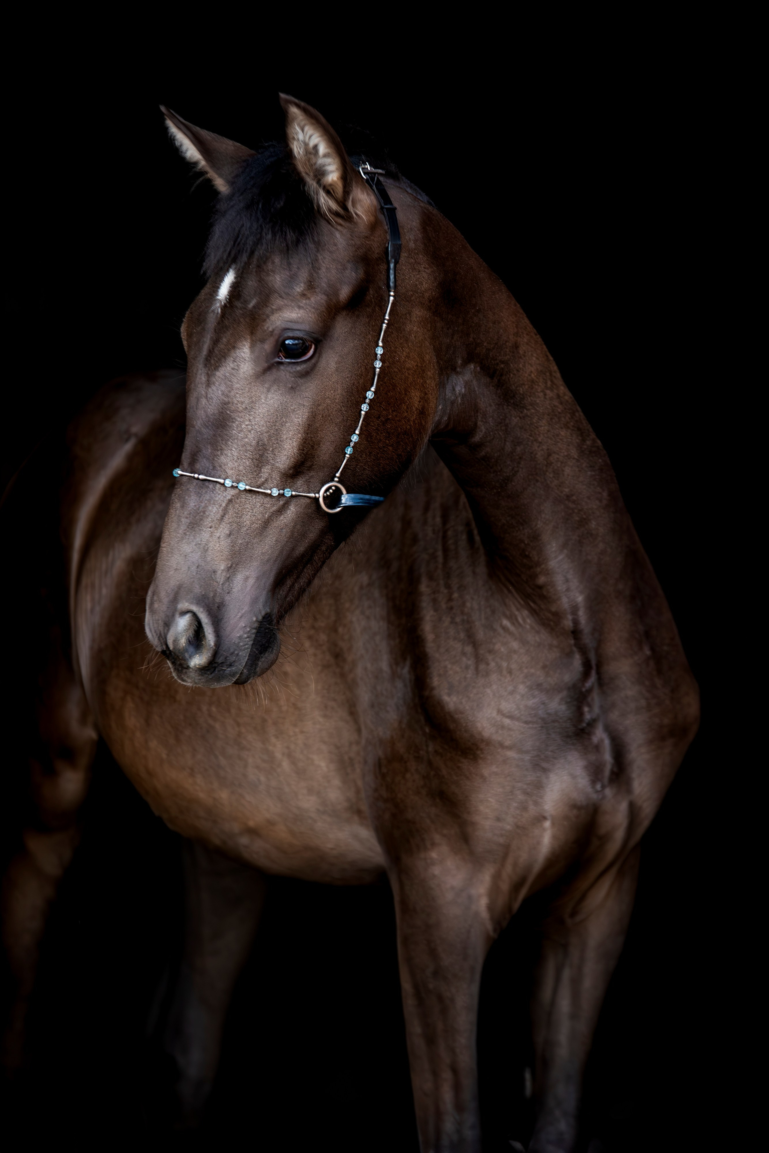 Лошади на свободе, съемка лошадей, экстерьерная съемка, фотосессия