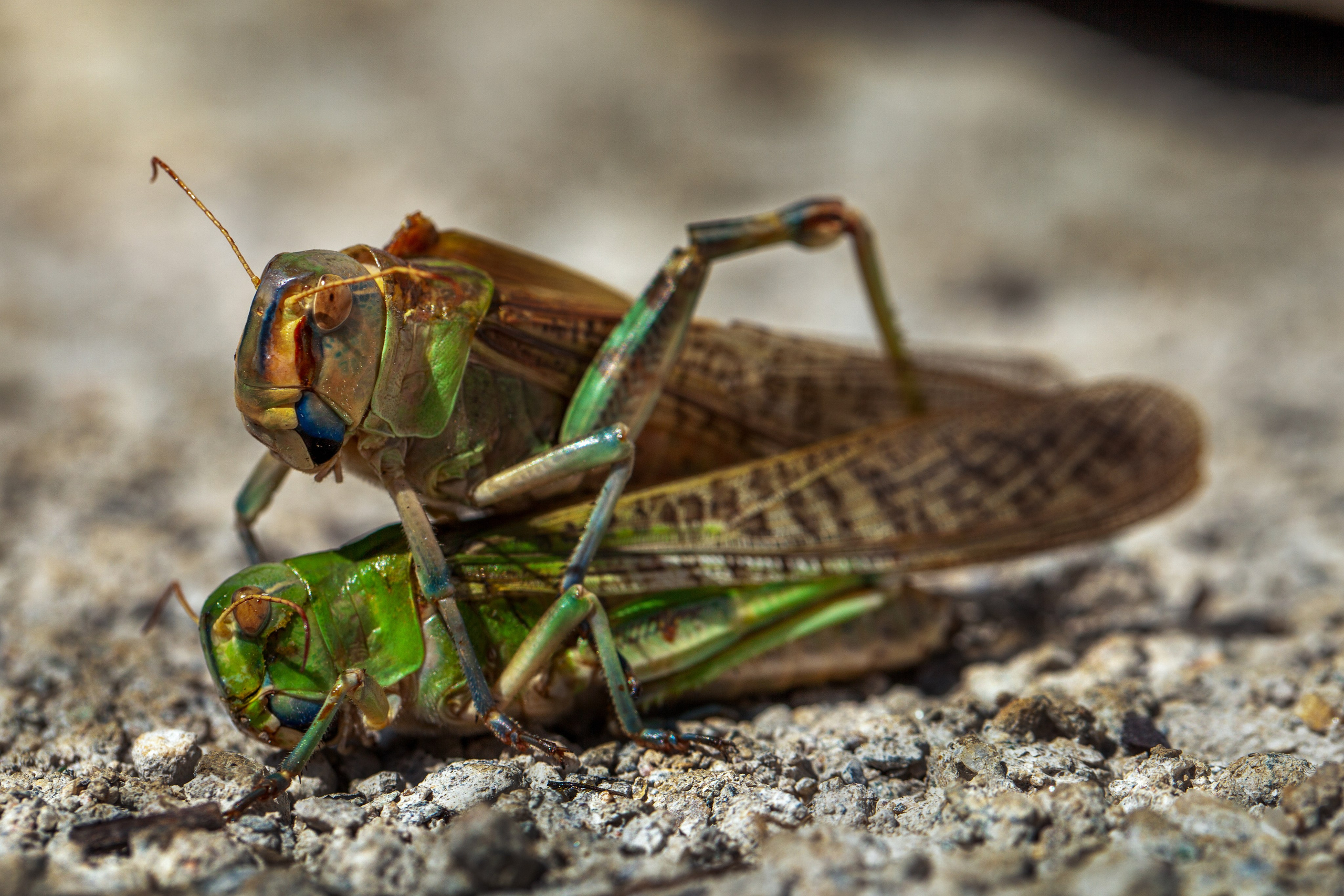 Саранча. Медиапродюсер, фотограф в Минеральных Водах —Виктор Холодов