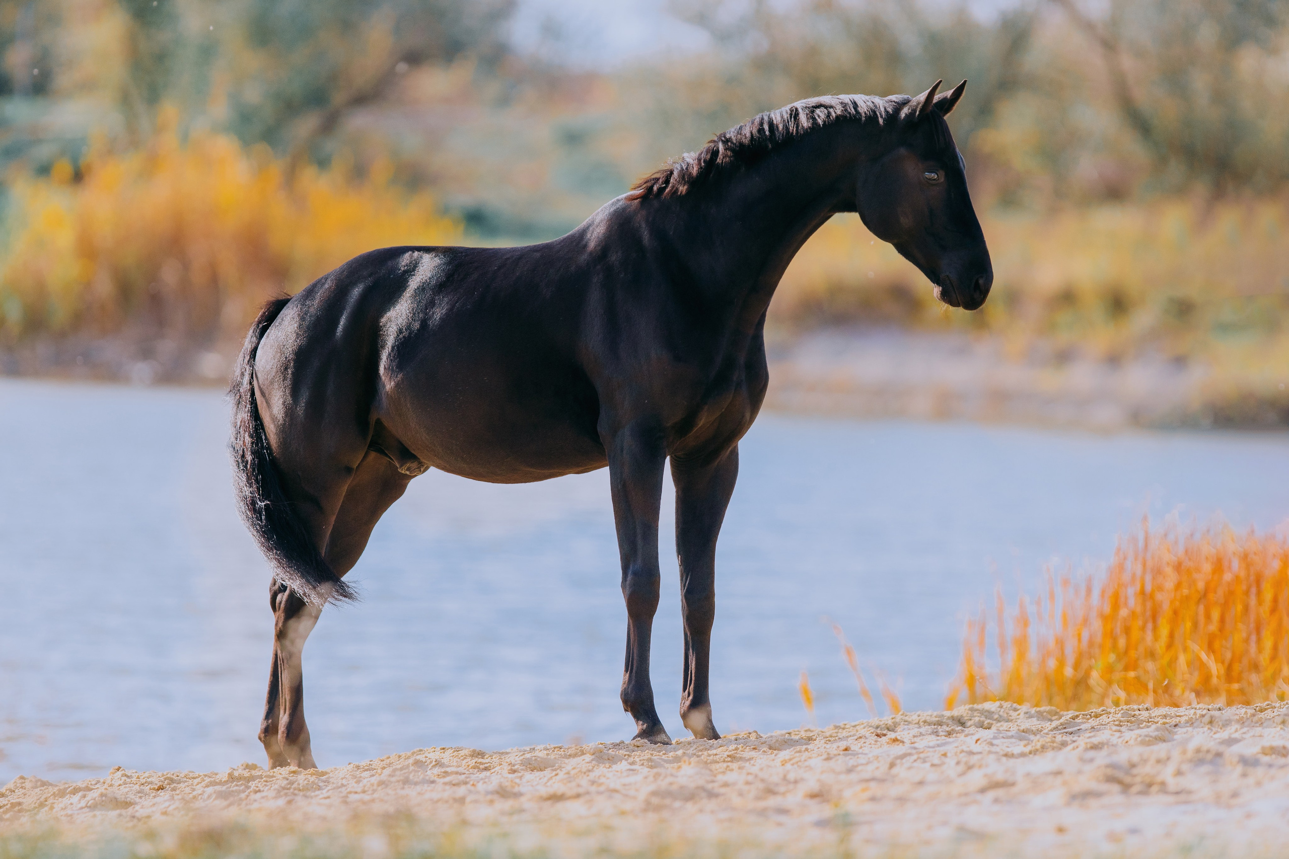 Разное. Фотограф-анималист Ксендзова Кристина