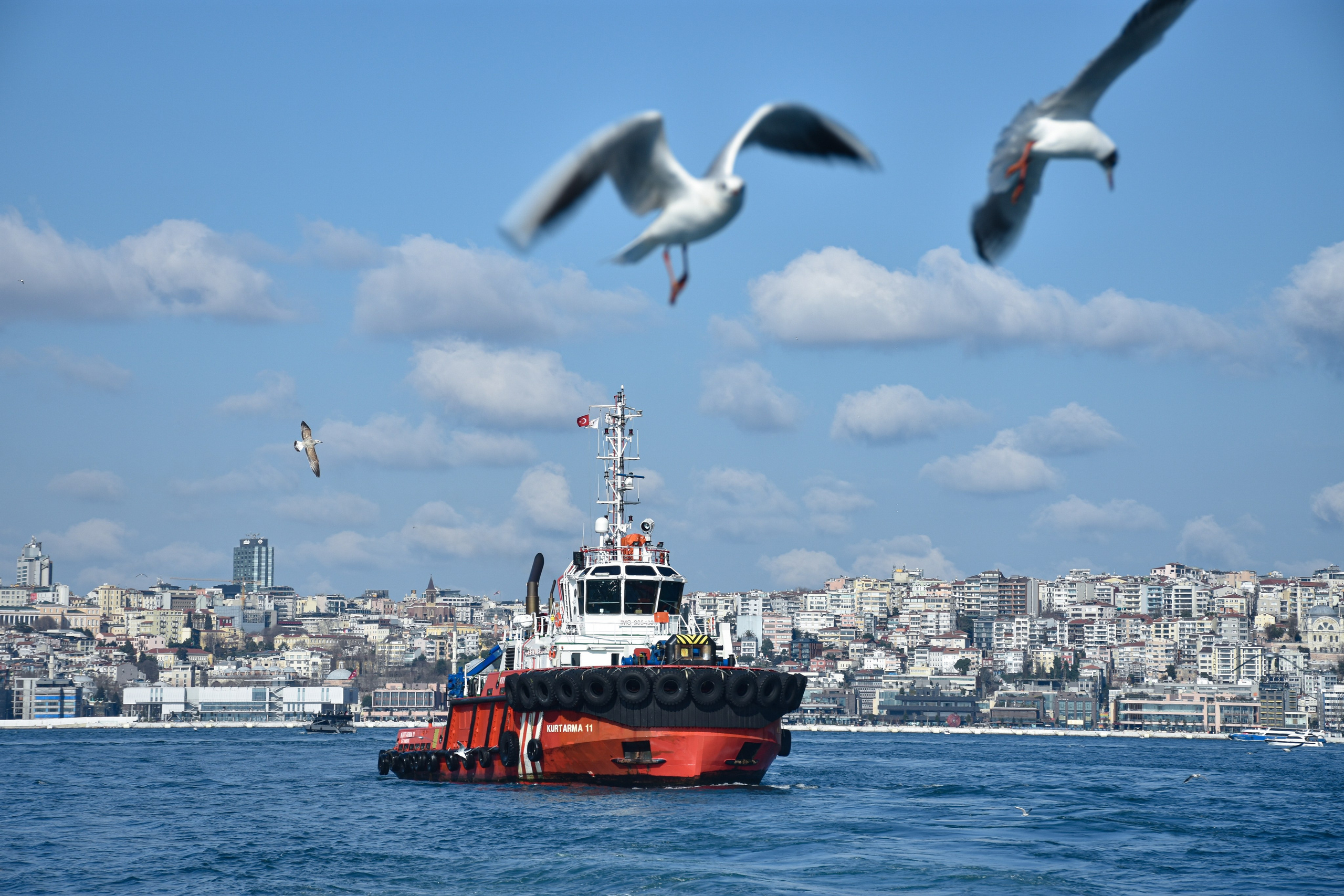 Стамбул — февраль 24. В созвучии с природой. Фотограф Светлана В. Пронина, Москва