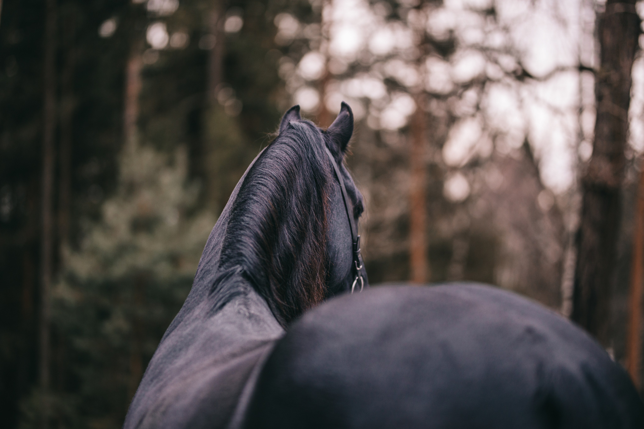 Фотосессия с лошадьми в Москве. Фотосессии с лошадьми