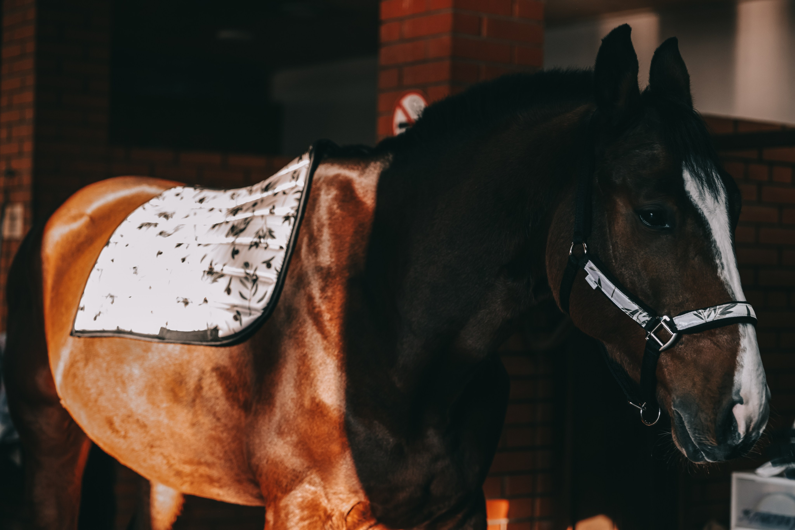 КСК Ждановское фотосессия. Фотосессии с лошадьми