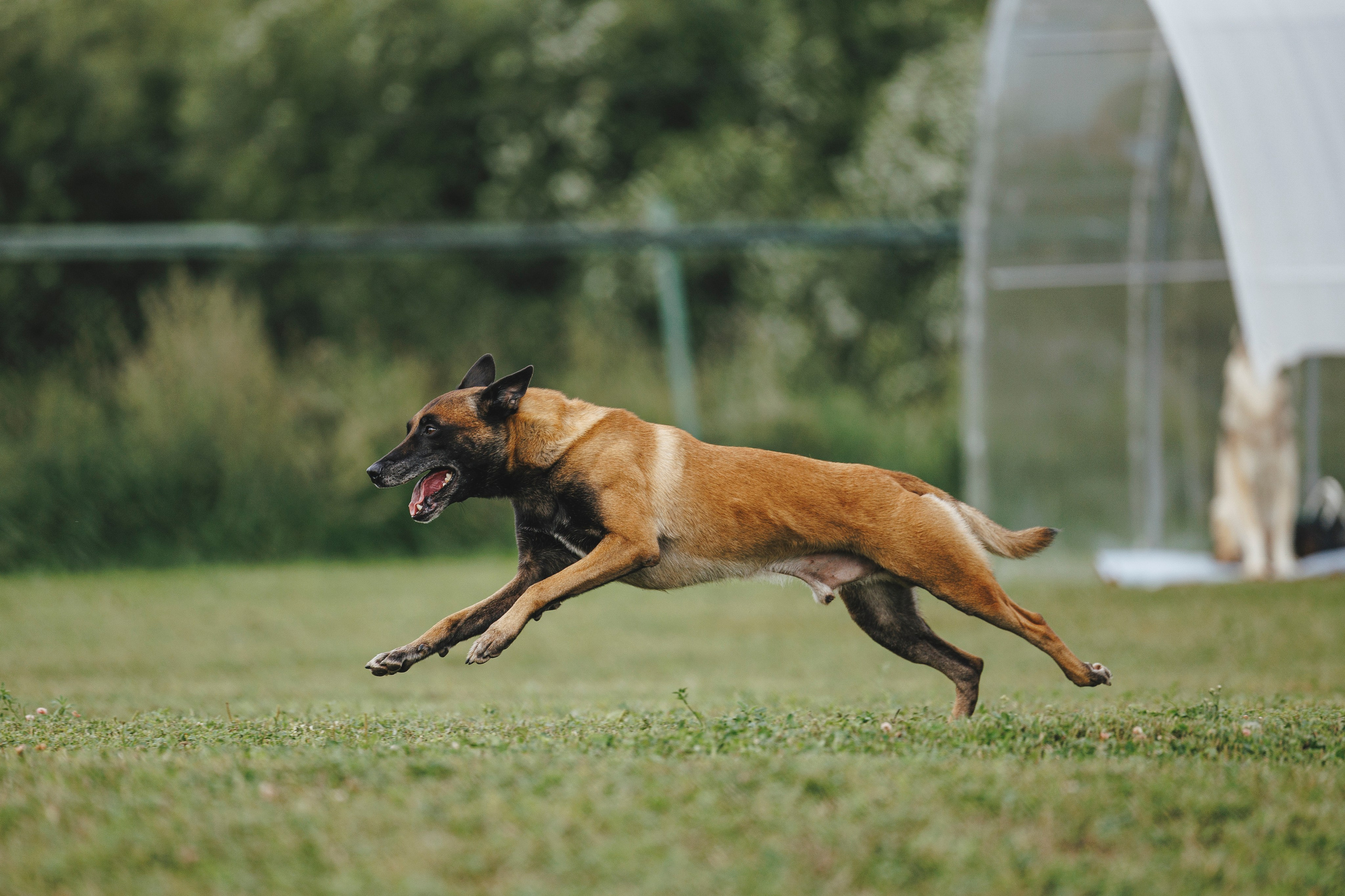 08.08.25-10.08.25 ЧР по мондьорингу г. Вологда. Фотограф-анималист Анна Маринич