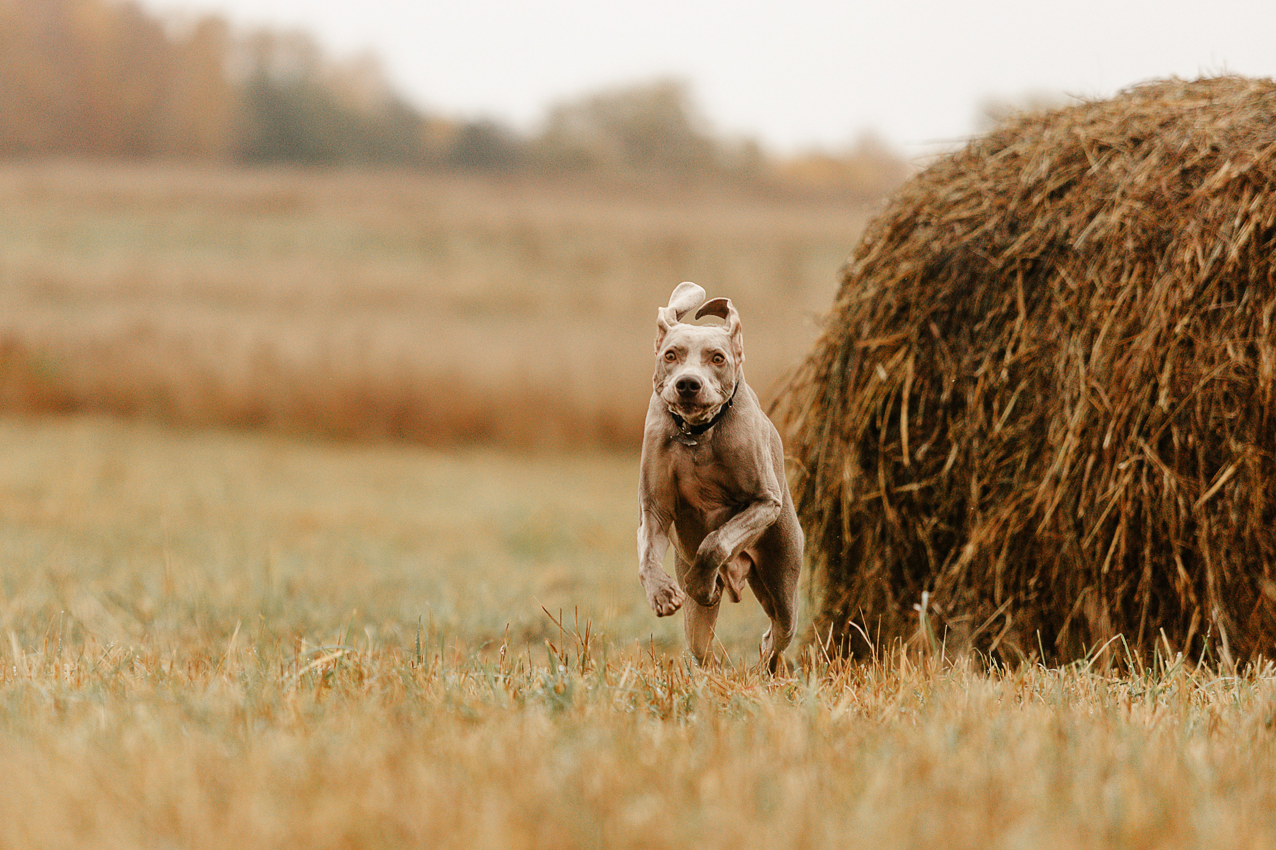 DOGCAMP / Валерия и Верс. Фотограф Кузина Вера