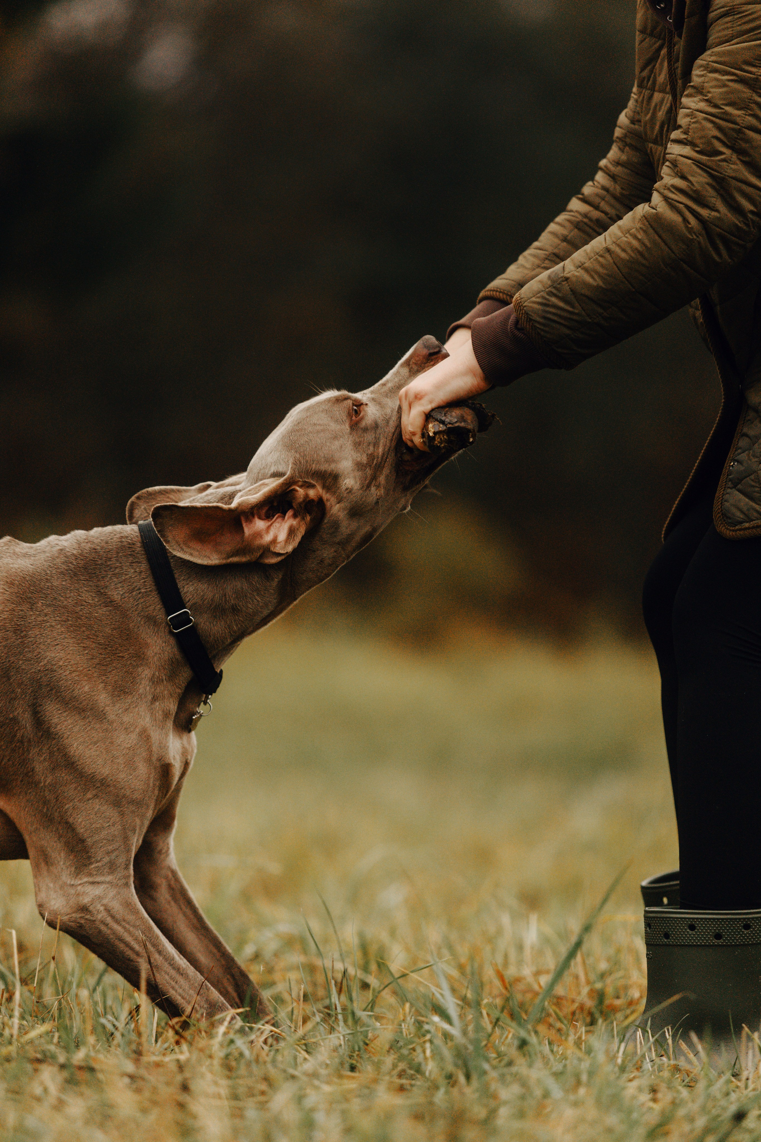 DOGCAMP / Валерия и Верс. Фотограф Кузина Вера