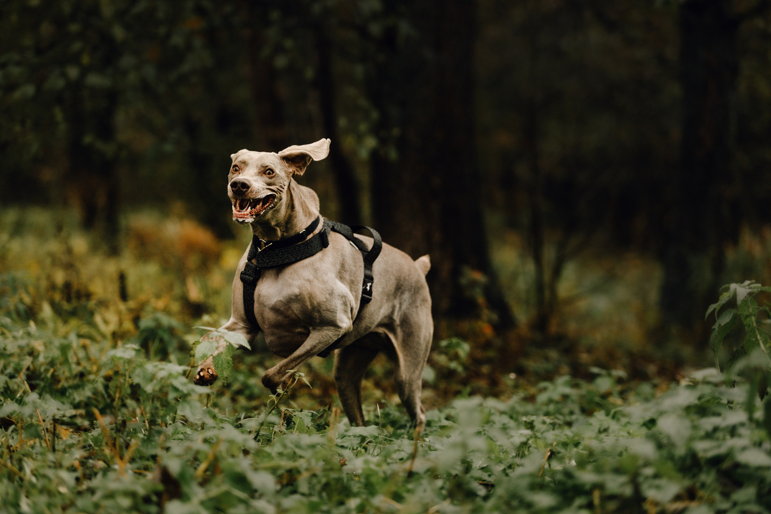 DOGCAMP / Валерия и Верс. Фотограф Кузина Вера