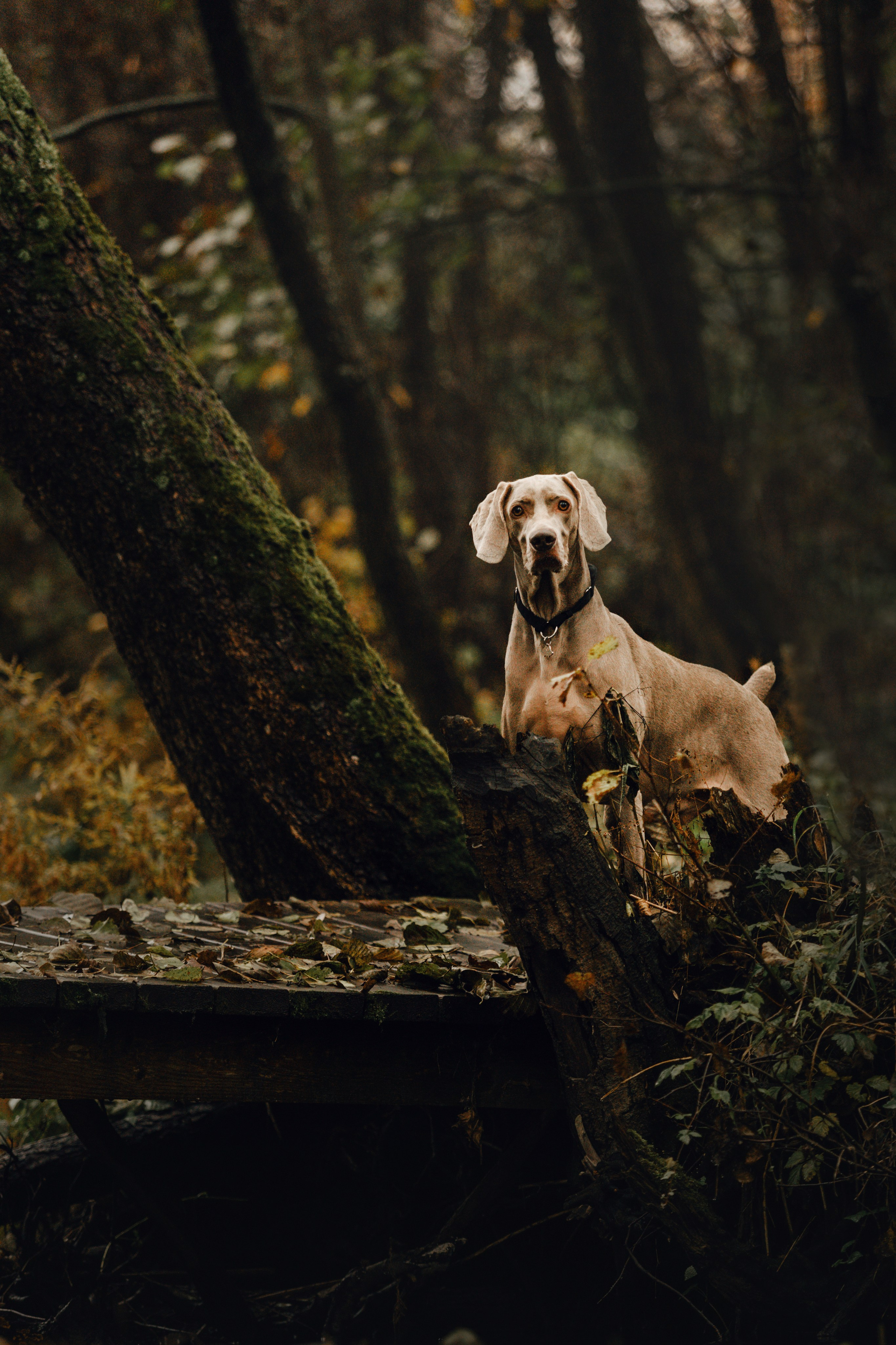 DOGCAMP / Валерия и Верс. Фотограф Кузина Вера