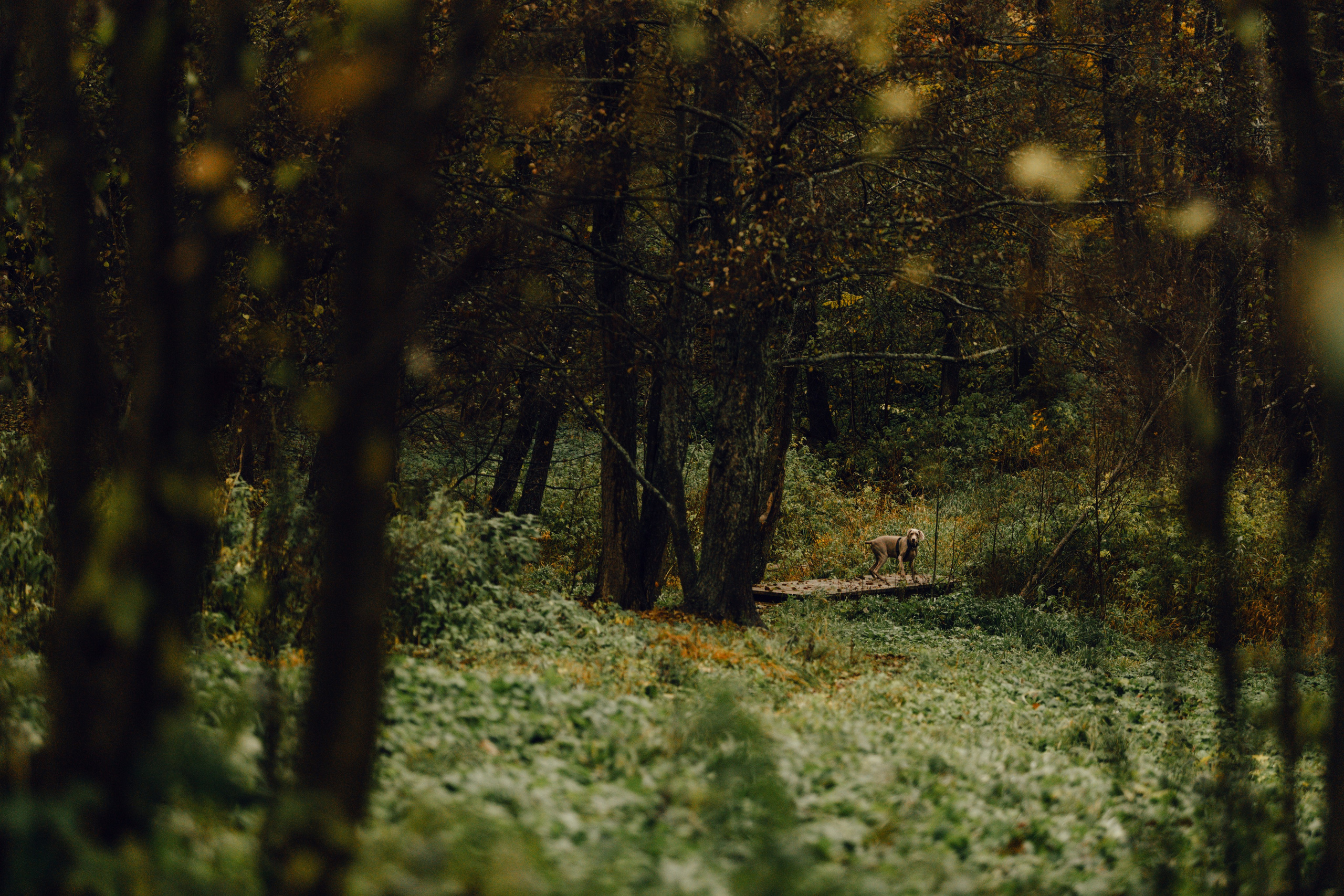 DOGCAMP / Валерия и Верс. Фотограф Кузина Вера