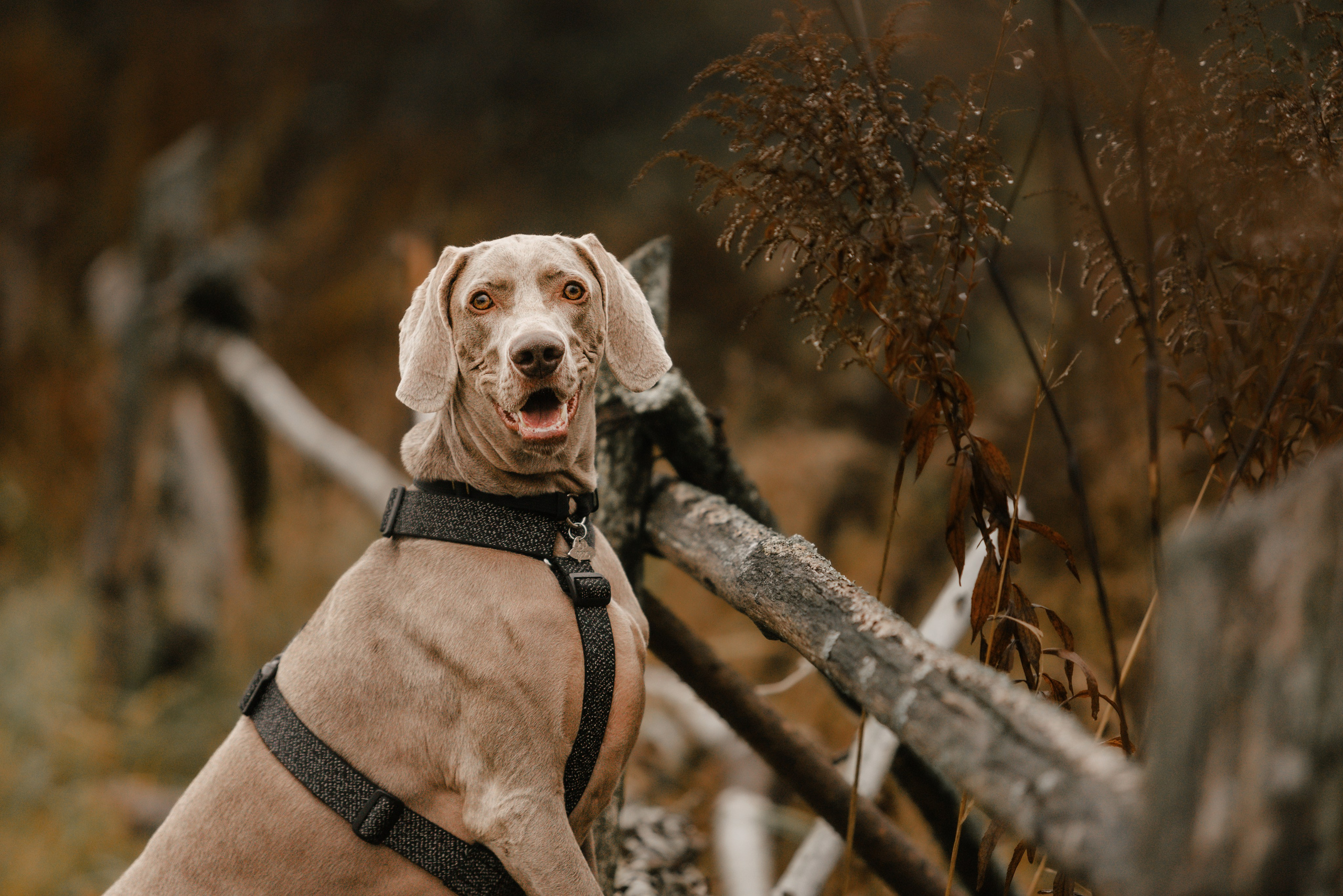 DOGCAMP / Валерия и Верс. Фотограф Кузина Вера